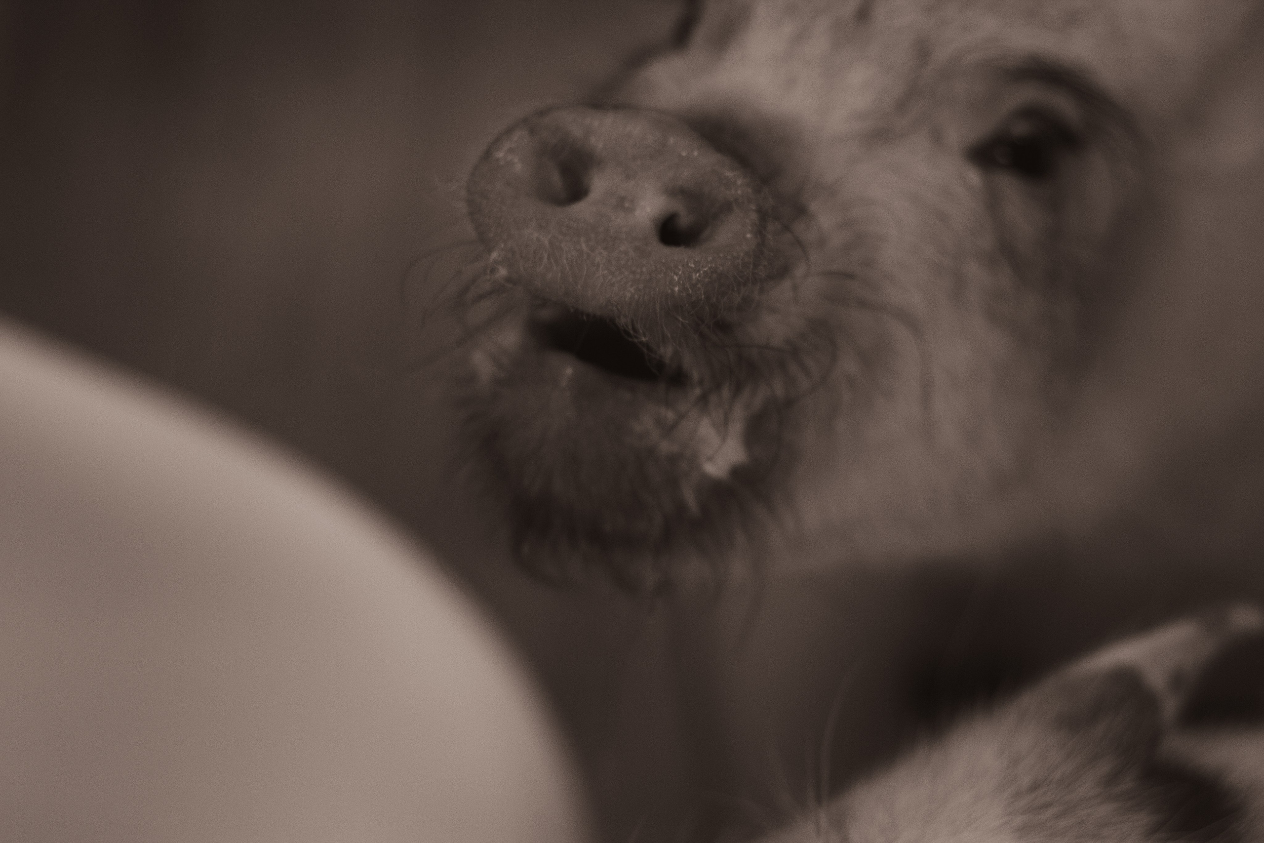 Хрюшки хрюшечные. Фотограф Москва, портрет, стрит, репортаж. Художественная фотосессия