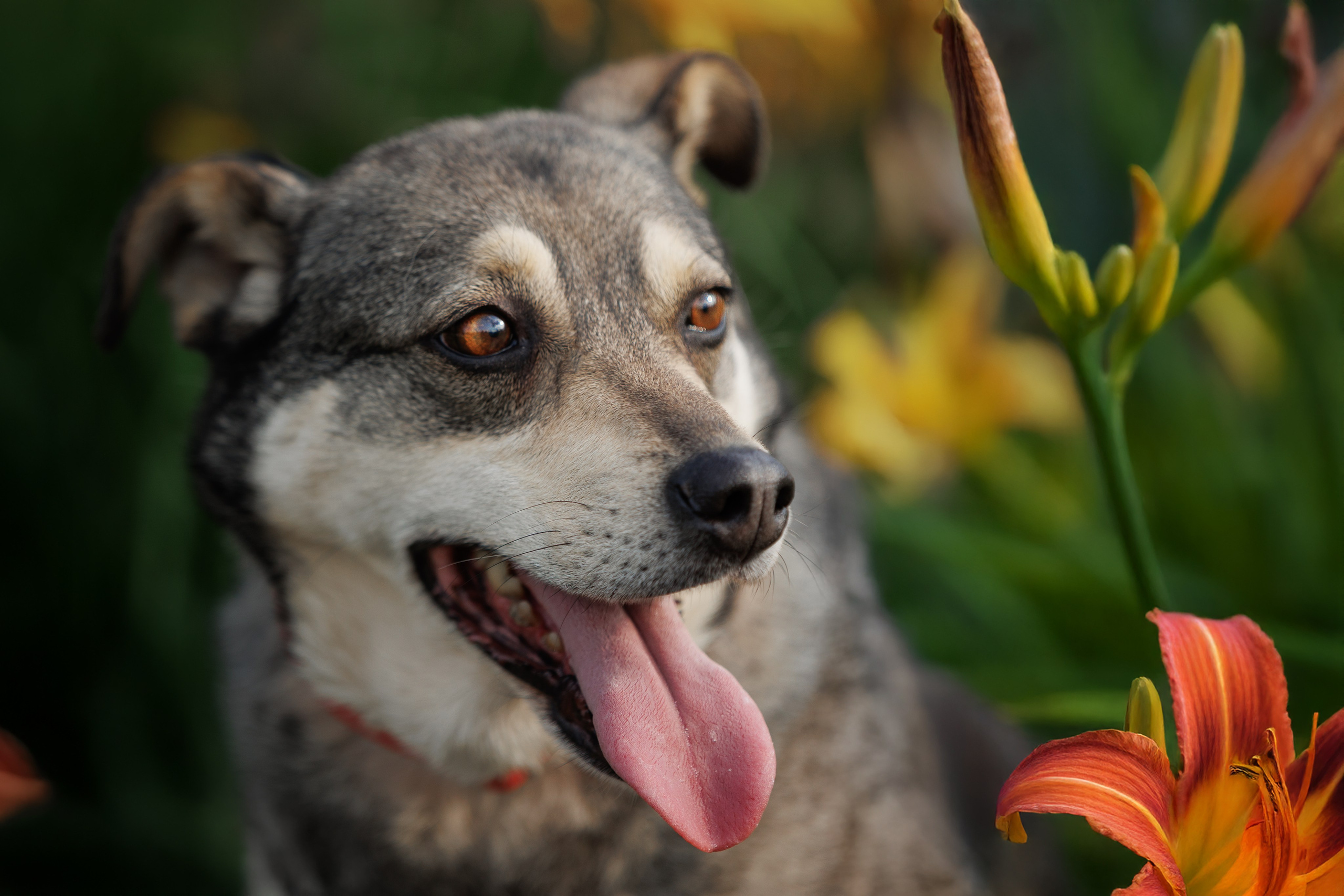 ИЩУТ ДОМ. Фотограф-анималист в Москве и Подмосковье