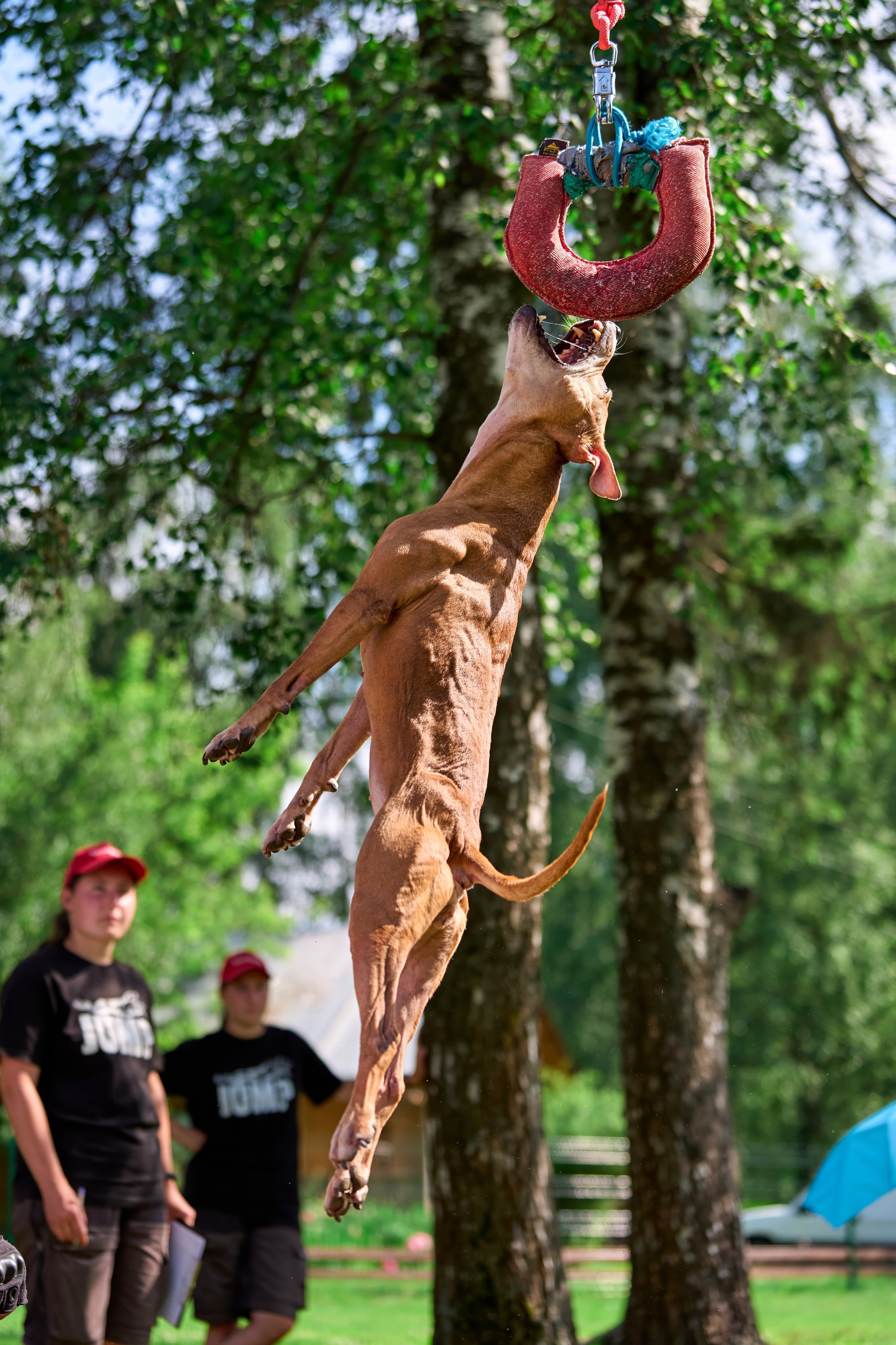 Двухдневные соревнования «Jump'n'Gym Fest — 2024». Фотограф-анималист Михаил Манухин