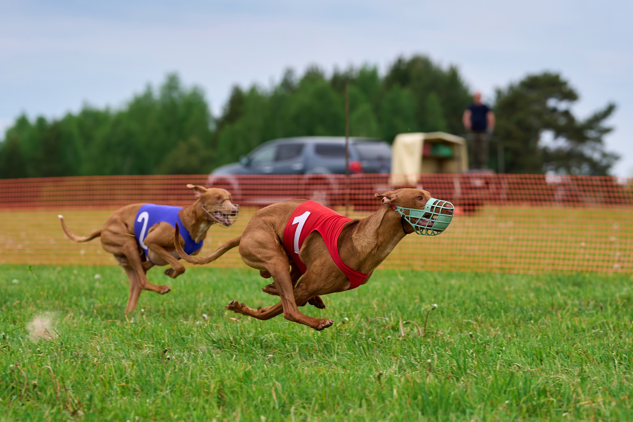 Квалификация по рейсингу. РАЛББ и Курсинг на Ярославке. Фотограф-анималист Михаил Манухин