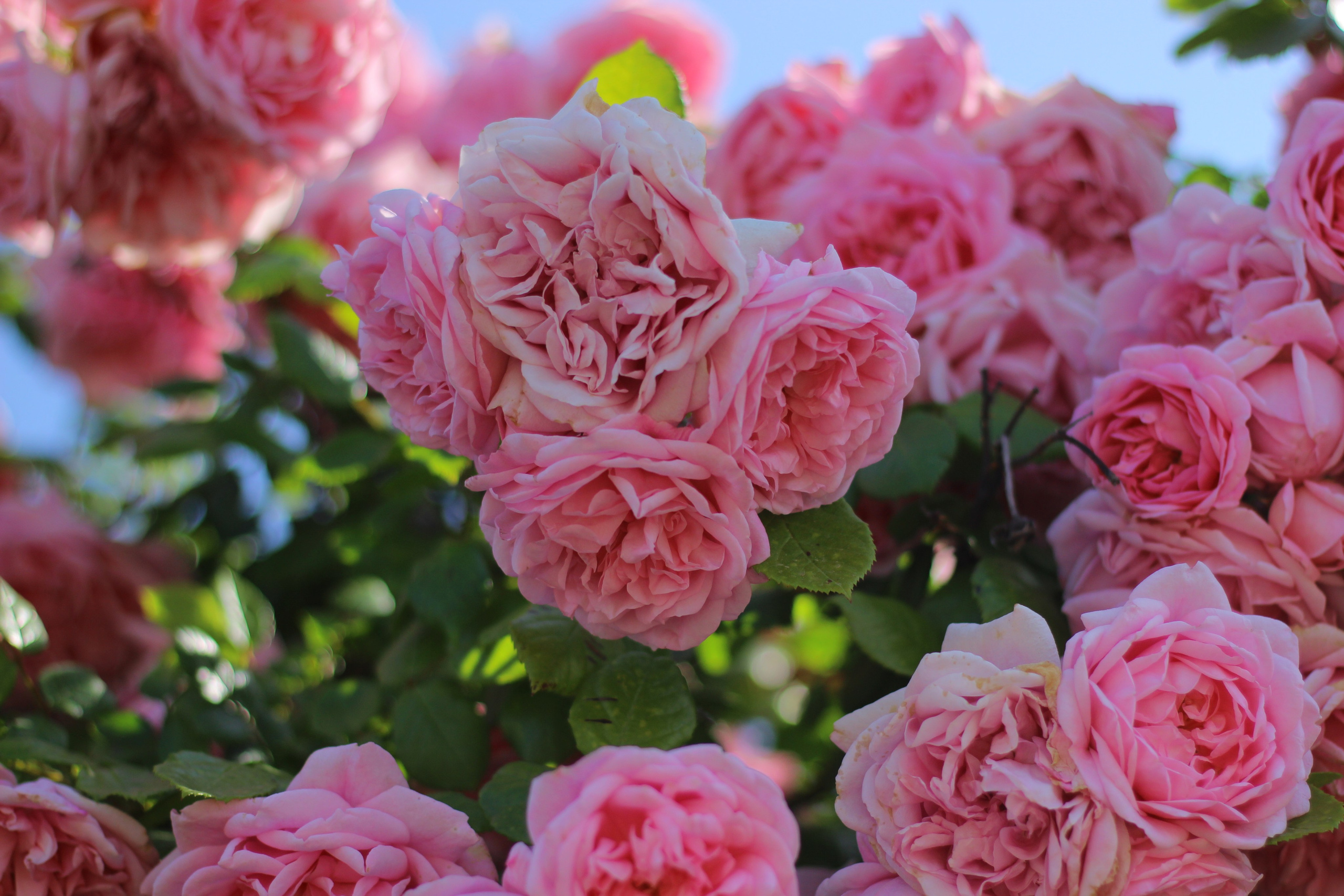 Услуги. Портретный и репортажный фотограф в Кемерово Алексеева Анастасия
