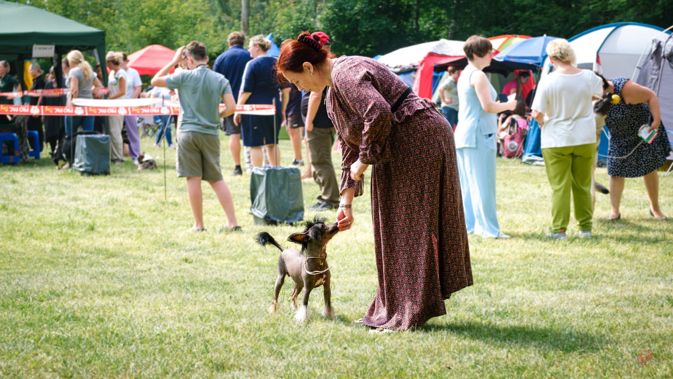 Vik’s first exhibition (Poale Ell Vik). Chinese Crested Dog Kennel Poale Ell