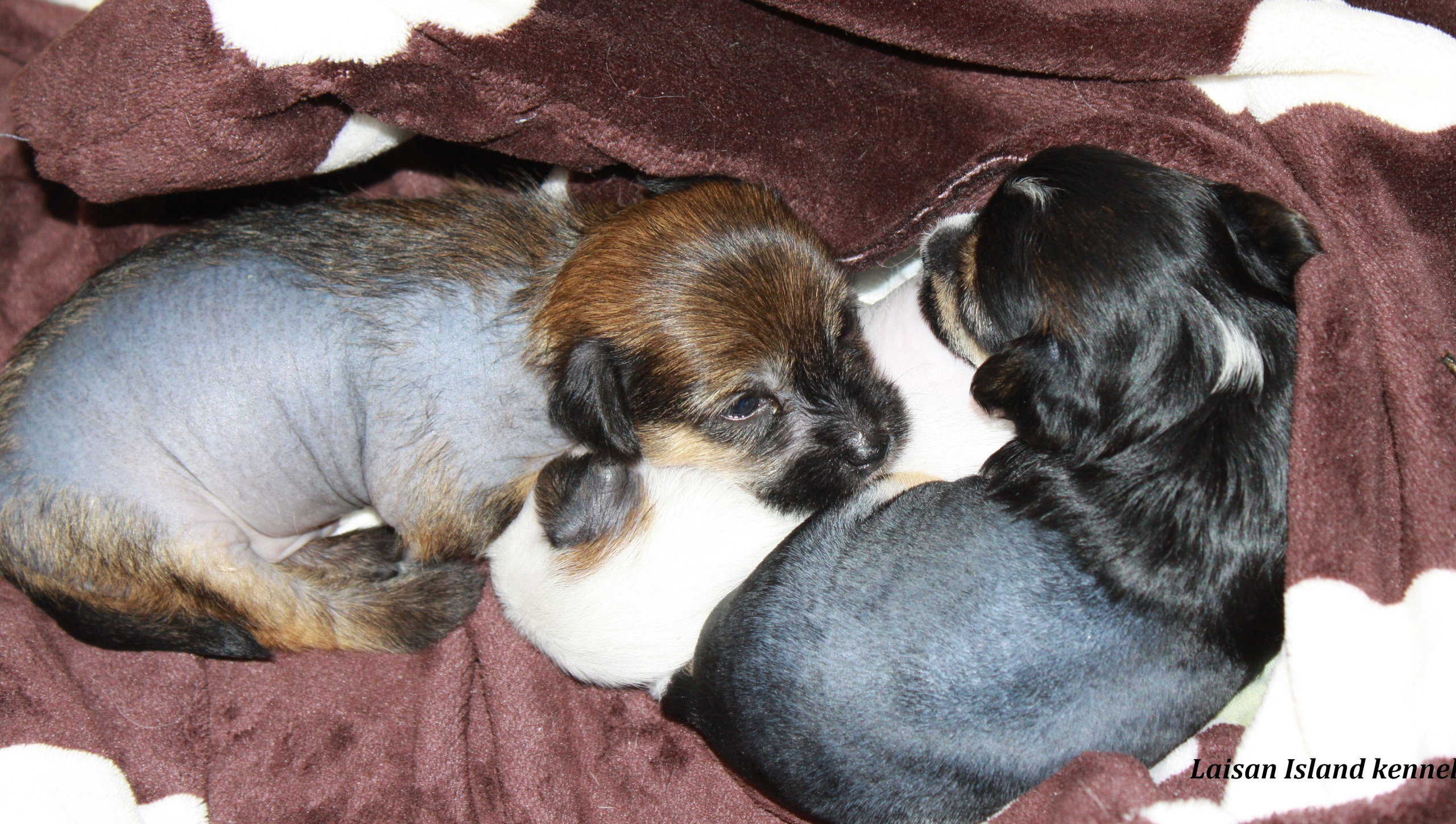 Puppies are 3 weeks old