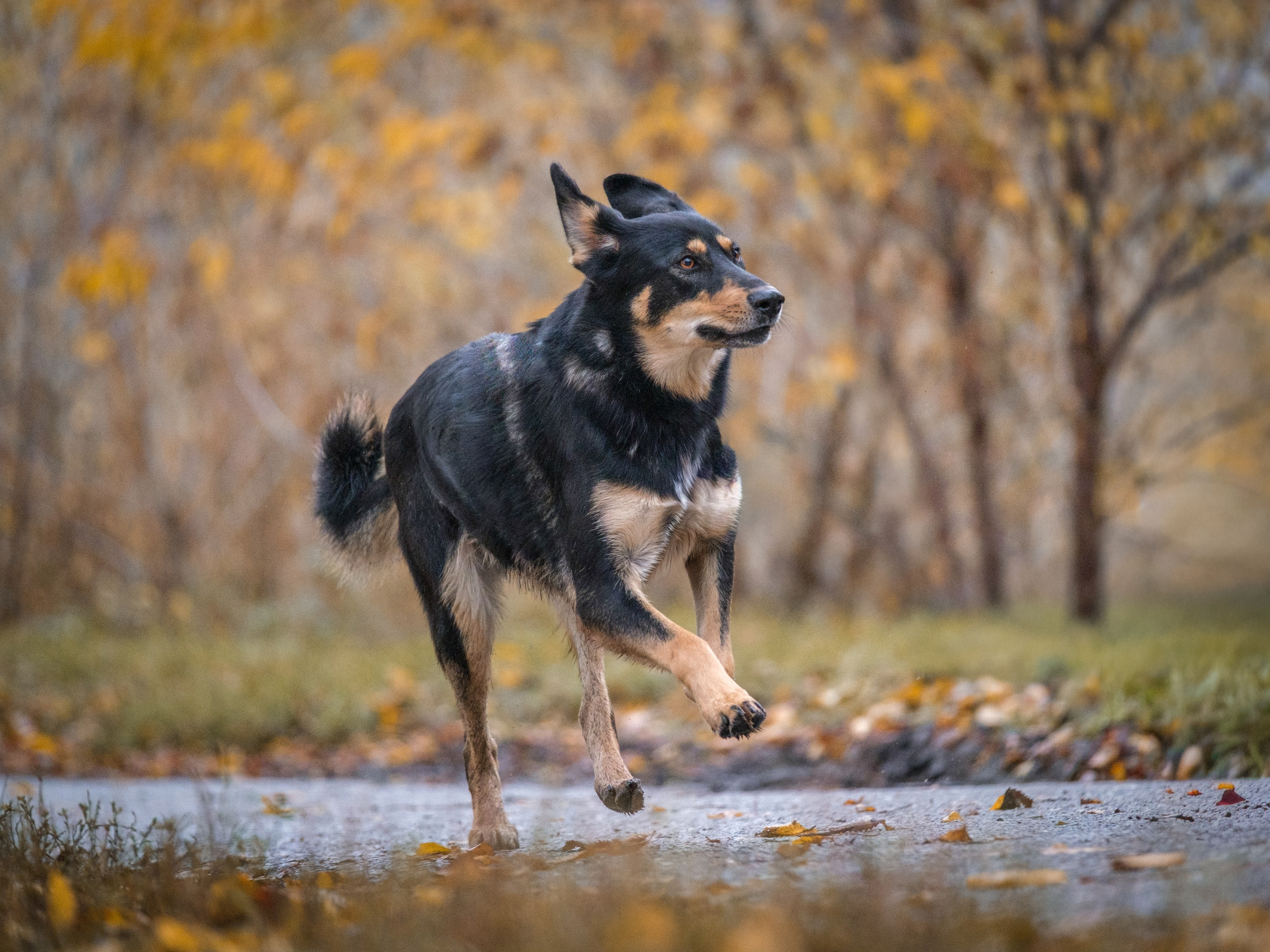 Съемки для пристройства!. Зоофотограф, фотограф животных в Москве и области Дина Дамоцева