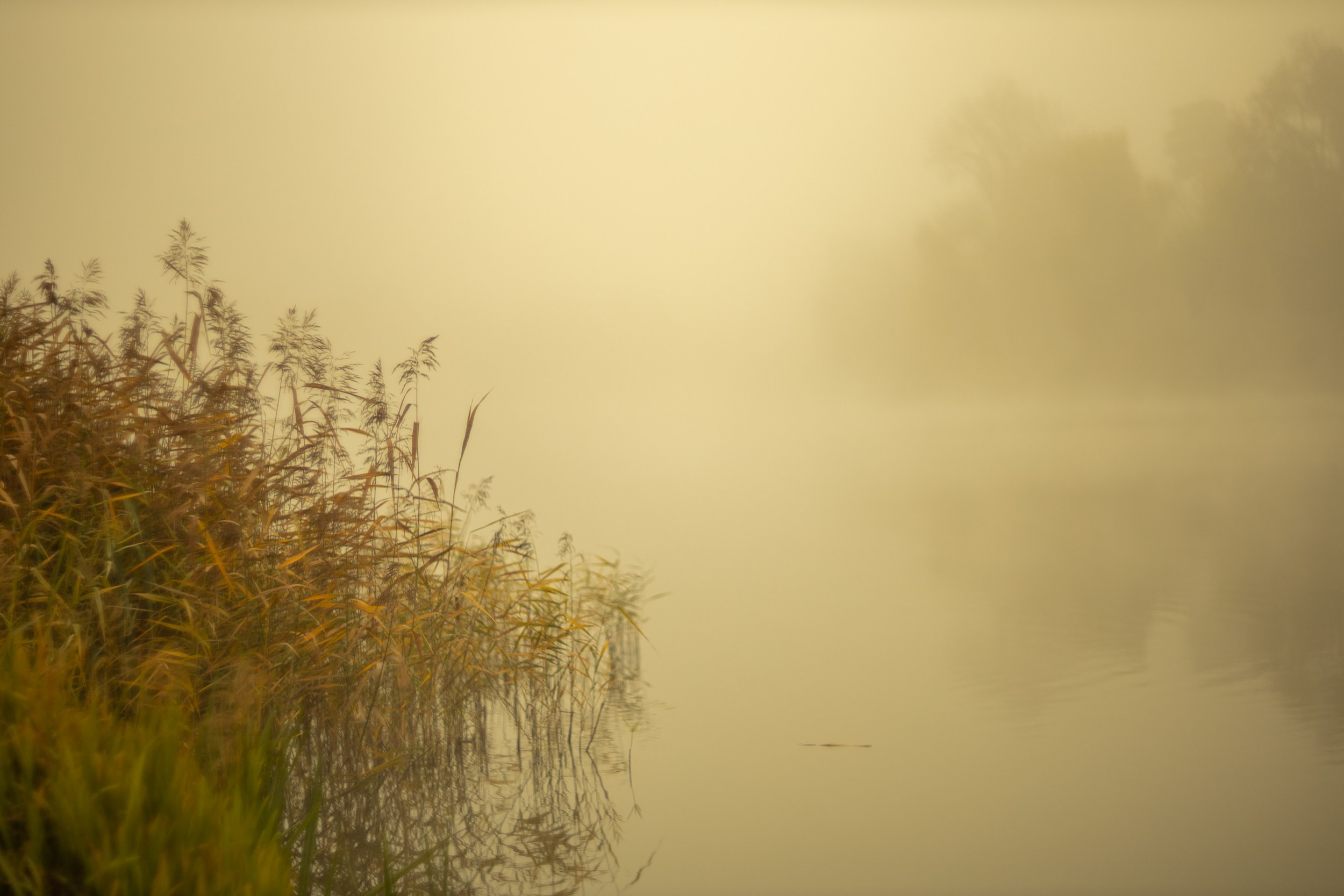 Серия «Цвет переосмыслений». Фотограф в Москве Татьяна Макотра