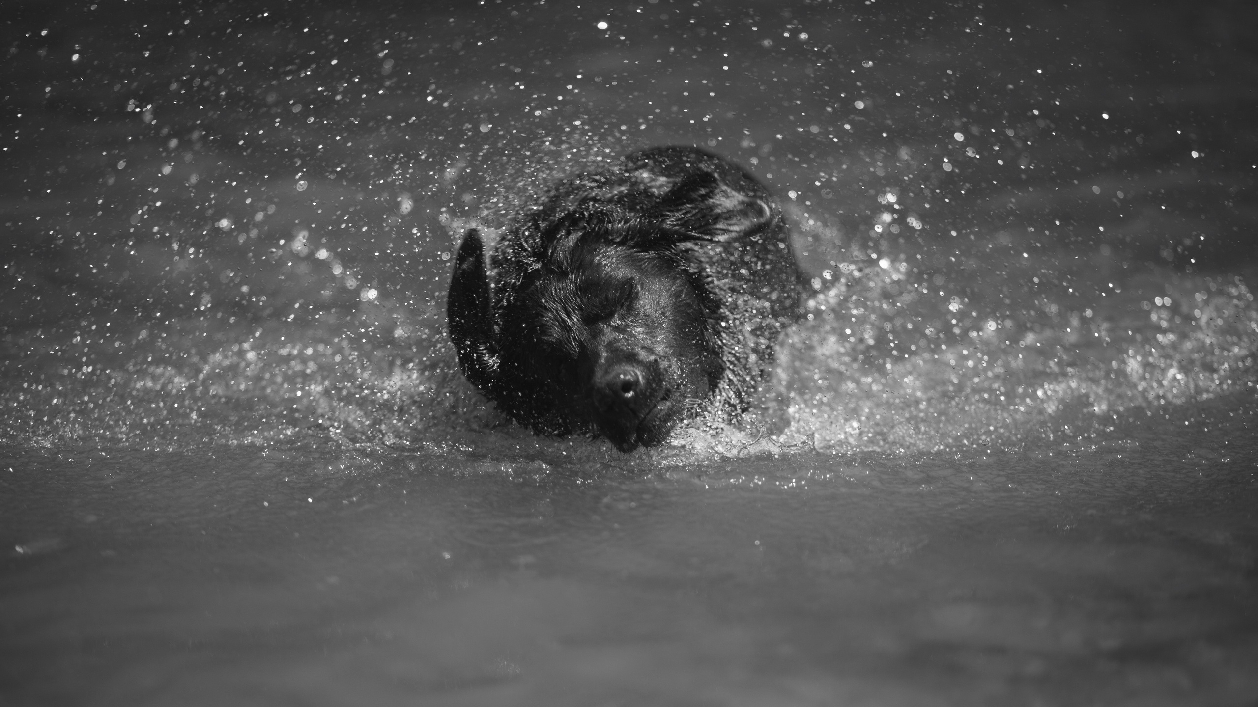 Улицы Люди на улицах Природа Животные — фотограф Оля Волчкова