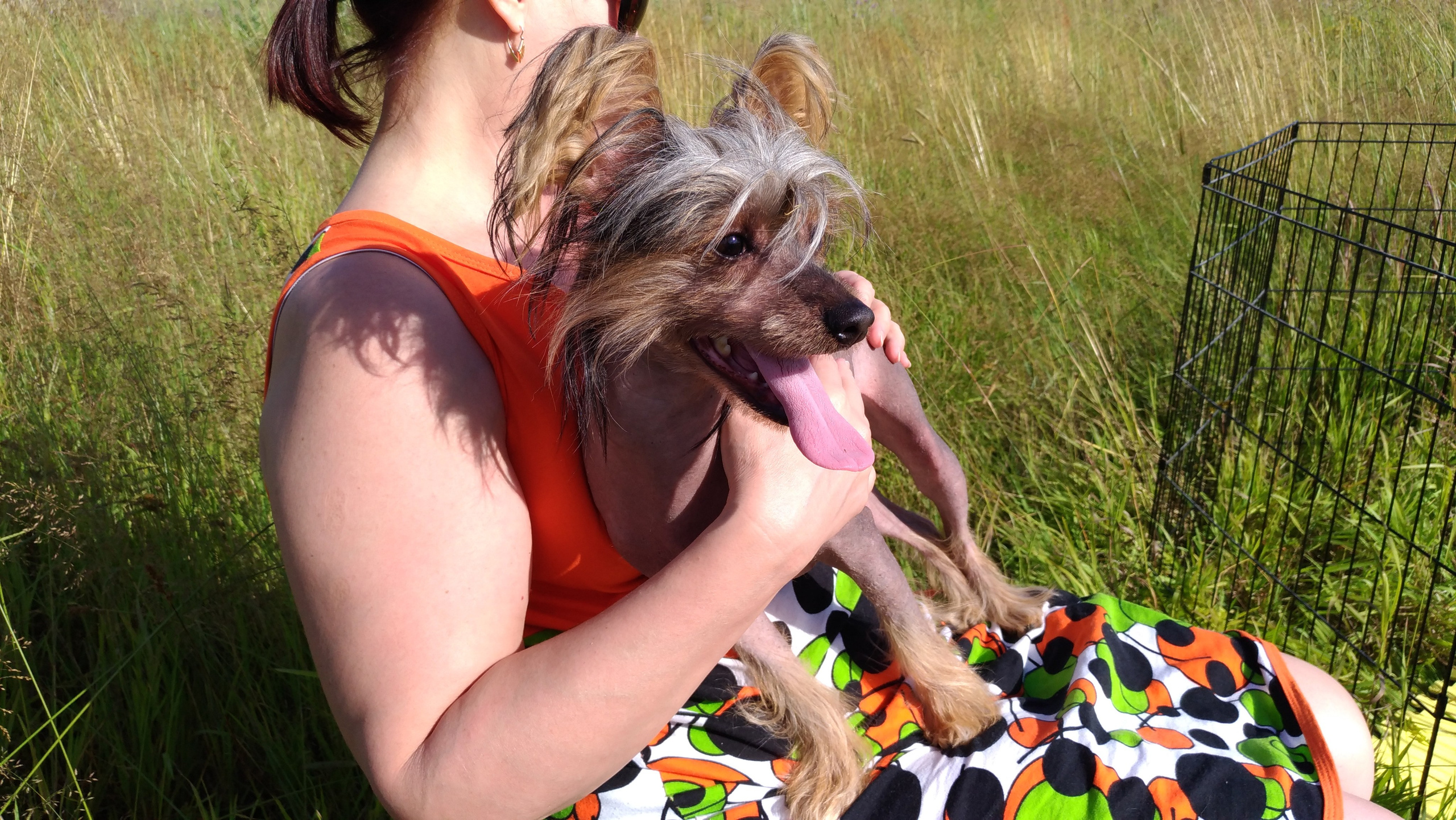 В поле под присмотром сокола. Питомник китайских хохлатых собак Poale Ell: купить щенка в питомнике