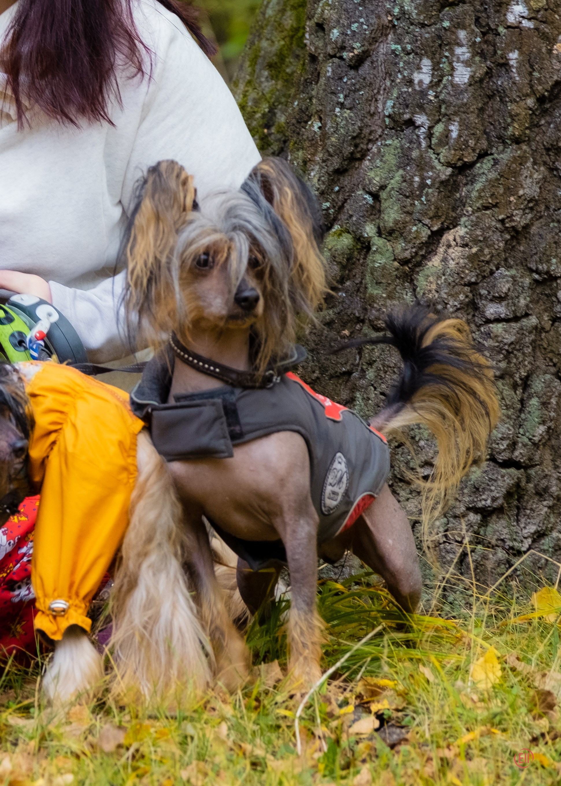 Morning walk in the park. Chinese Crested Dog Kennel Poale Ell