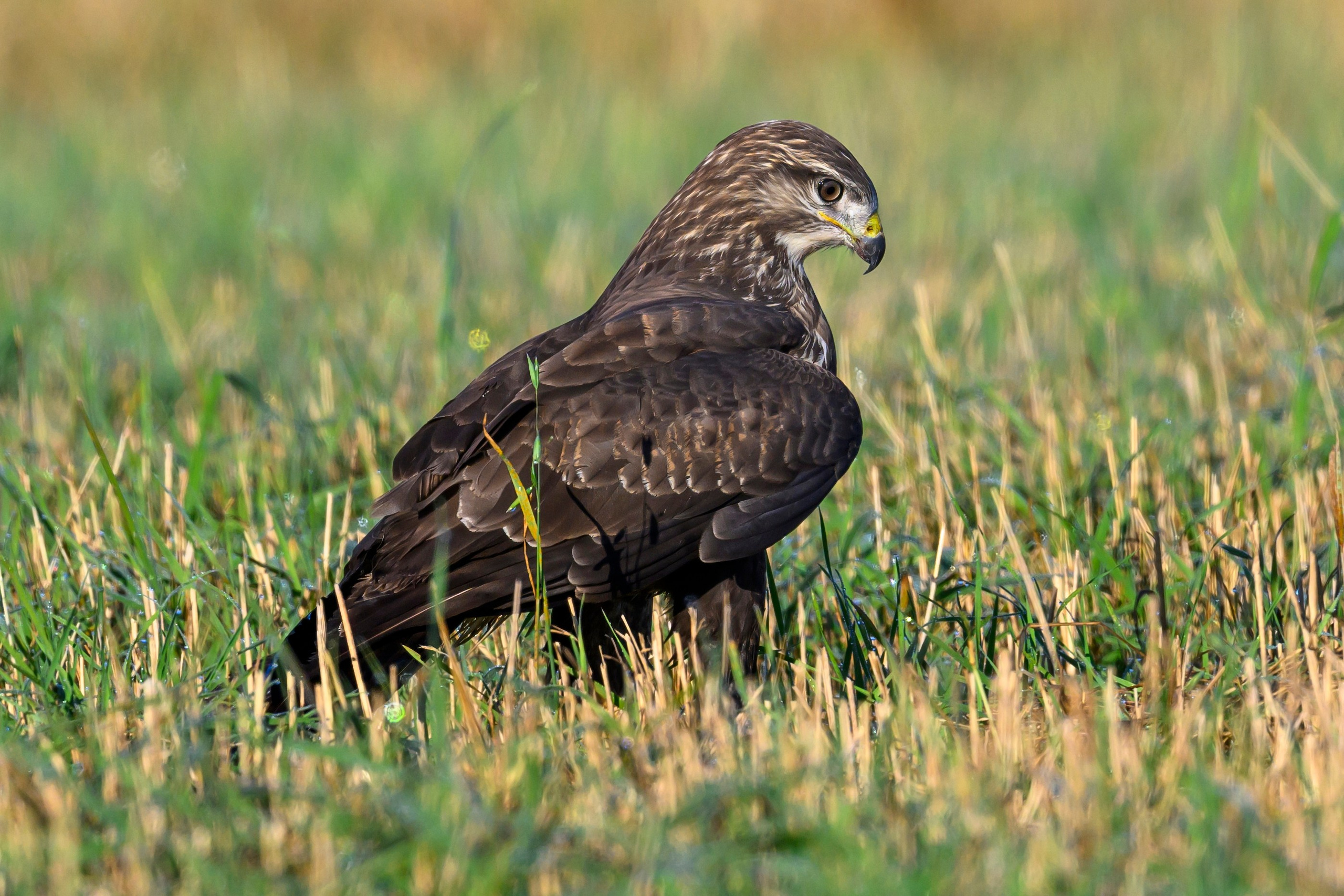Канюк. Common Buzzard. Wildlife photography by Sergey Puponin