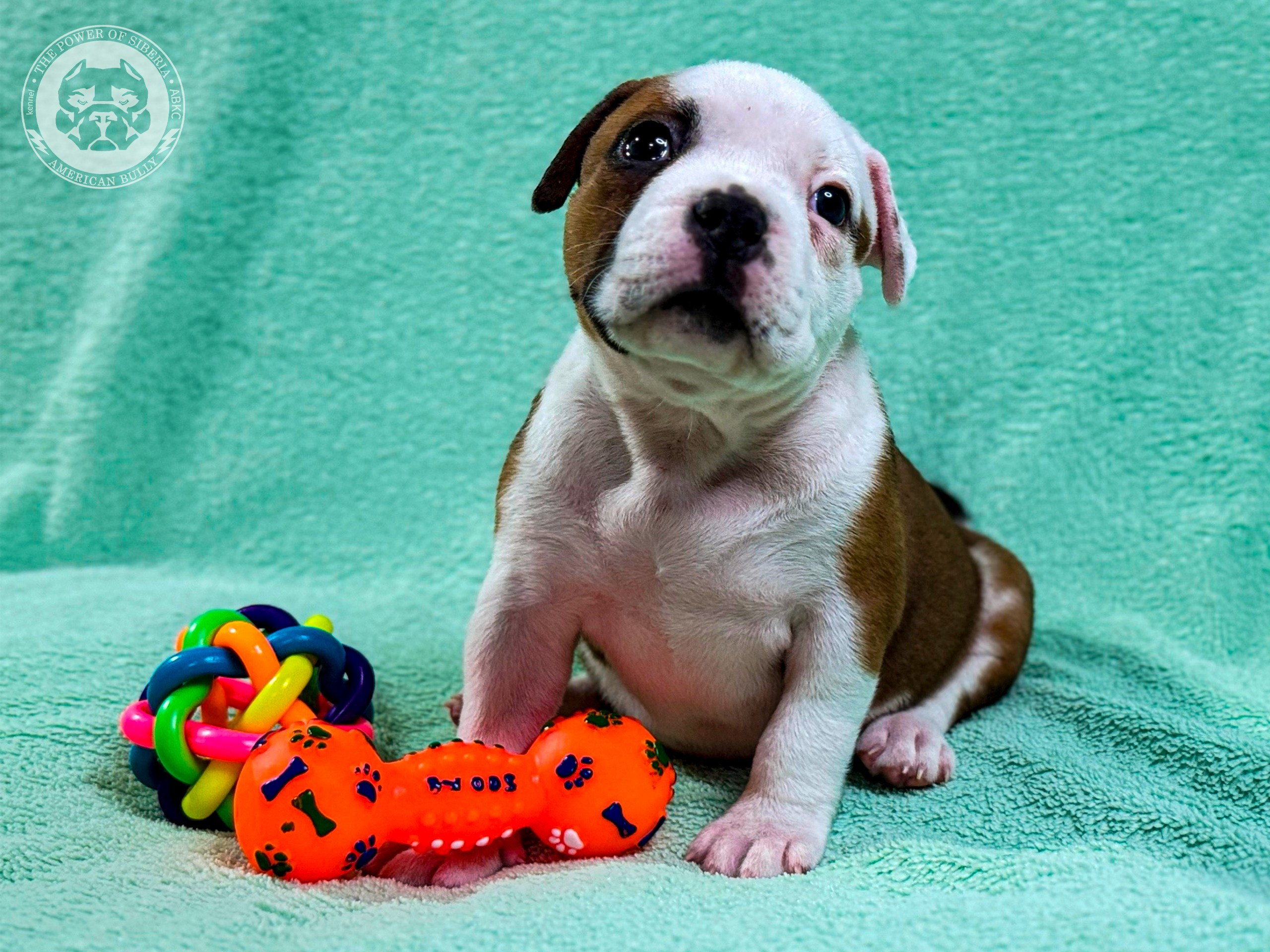 Все свободные щенки. Американский Булли в г. Ростов-на-Дону. Питомник THE POWER OF SIBERIA