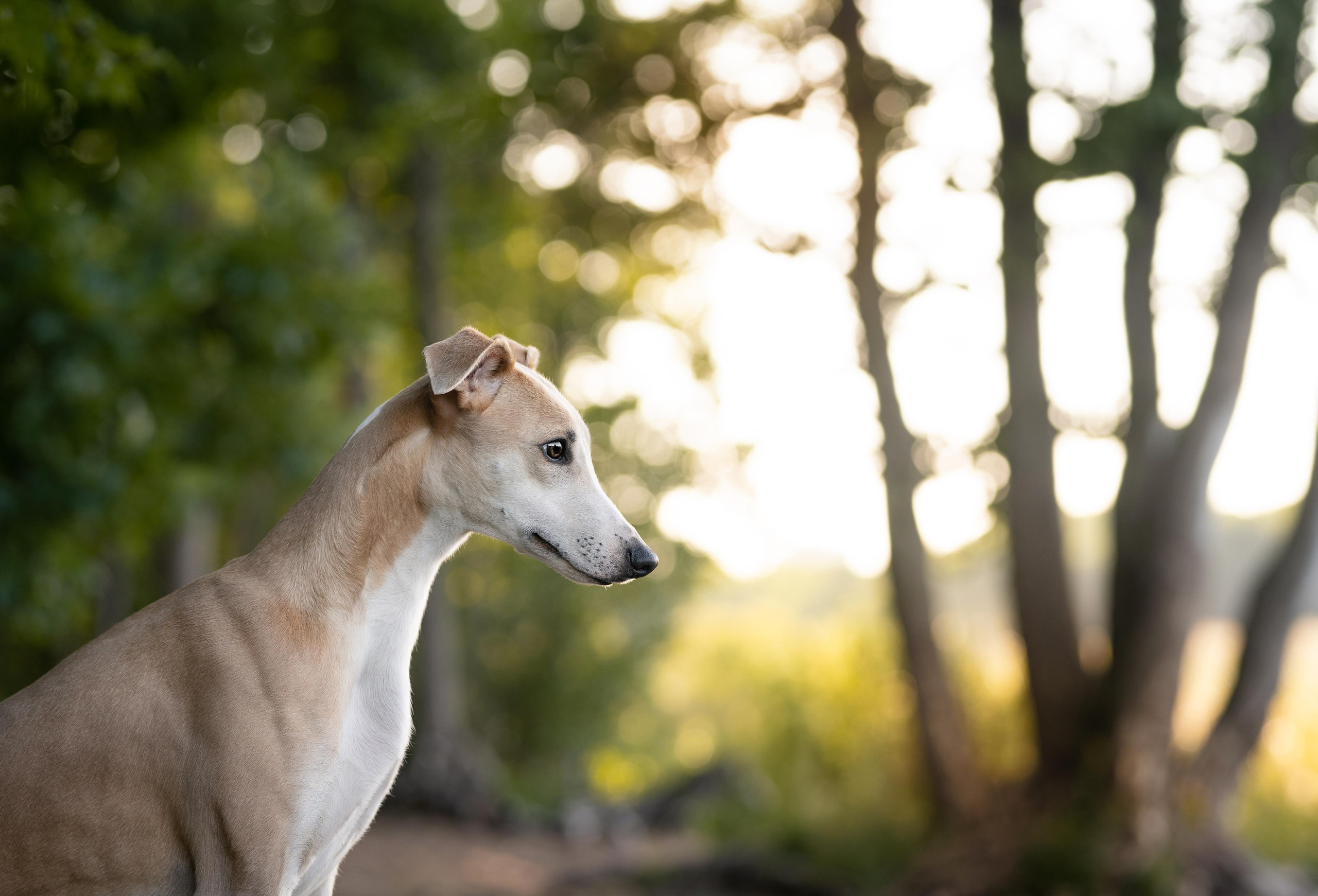 Фотограф-анималист в Санкт-Петербурге Яна Мартынова