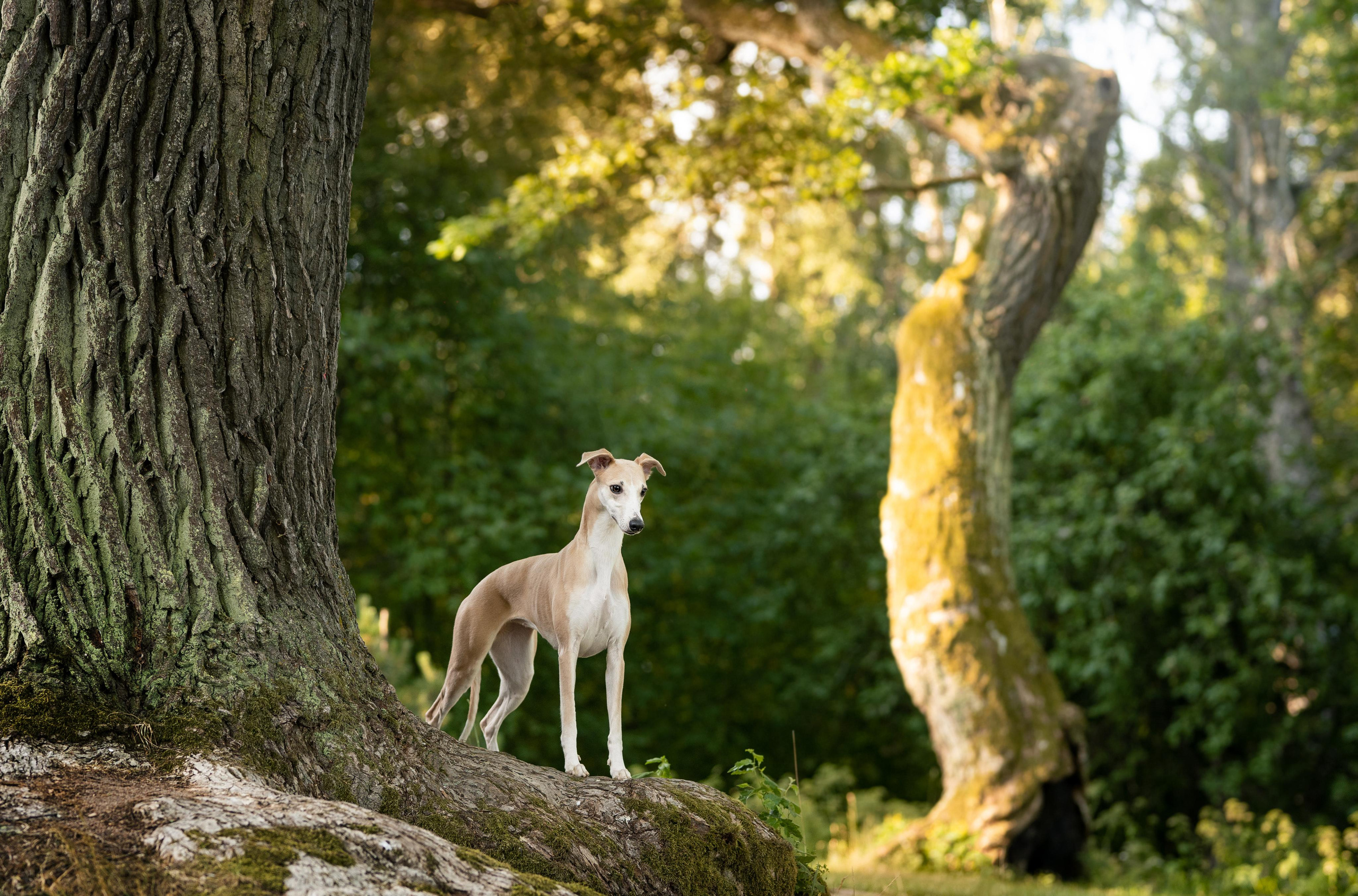 Фотограф-анималист в Санкт-Петербурге Яна Мартынова