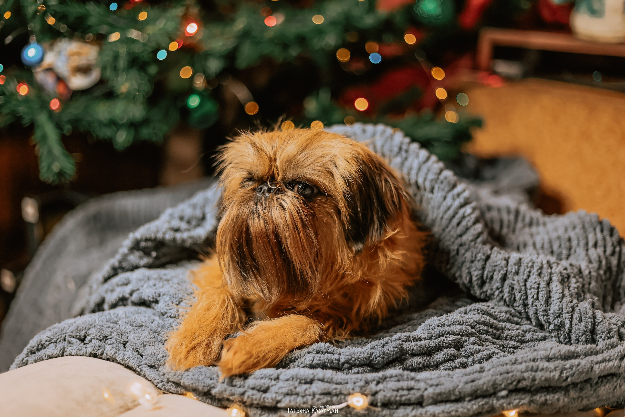 Брюссельский гриффон, фотография гриффон, красивая собака, фотограф анималист, фотокурс Анималистика, научиться фотографировать собак, фотограф Новосибирск