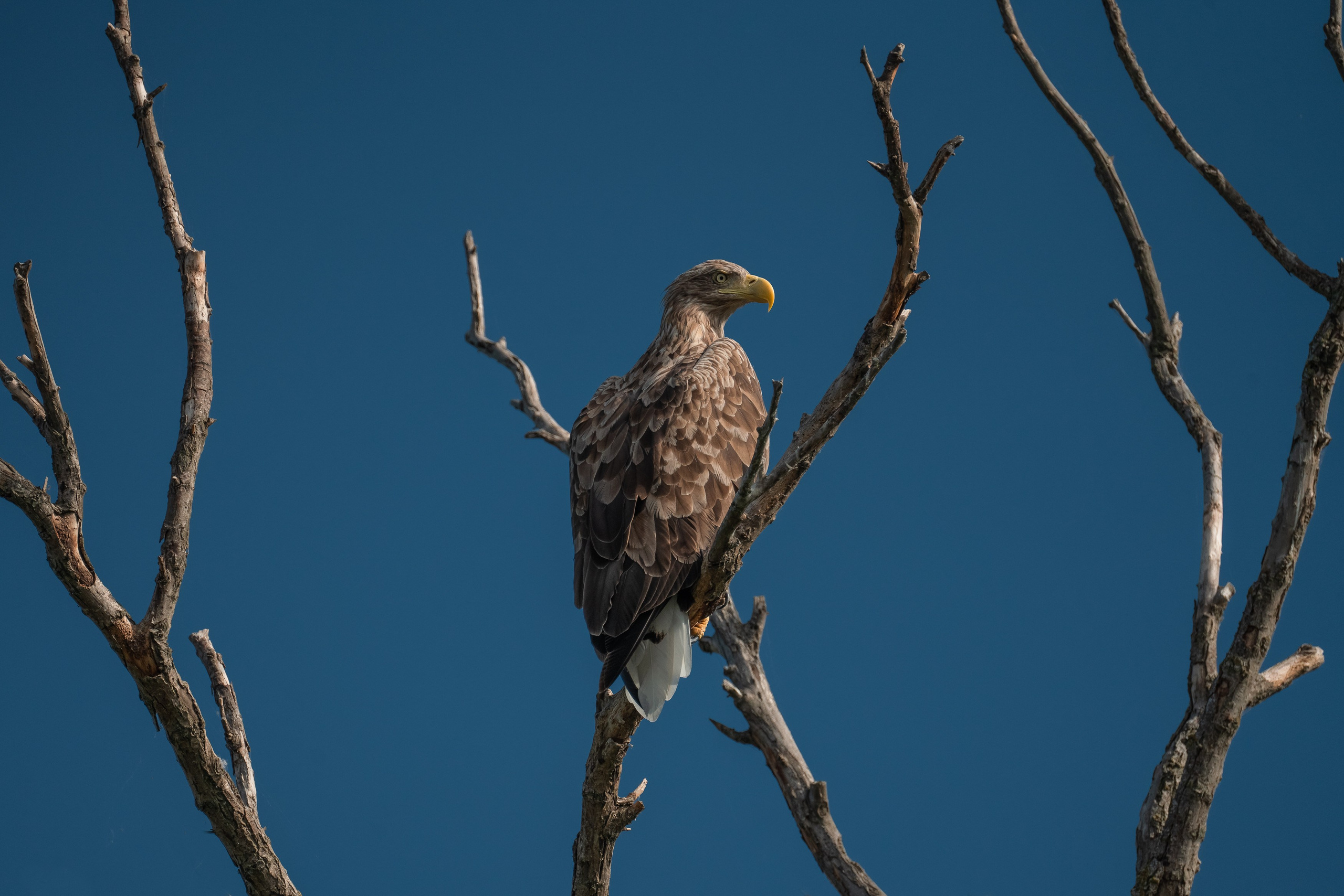 Барханы и лотосы. Июль–Август