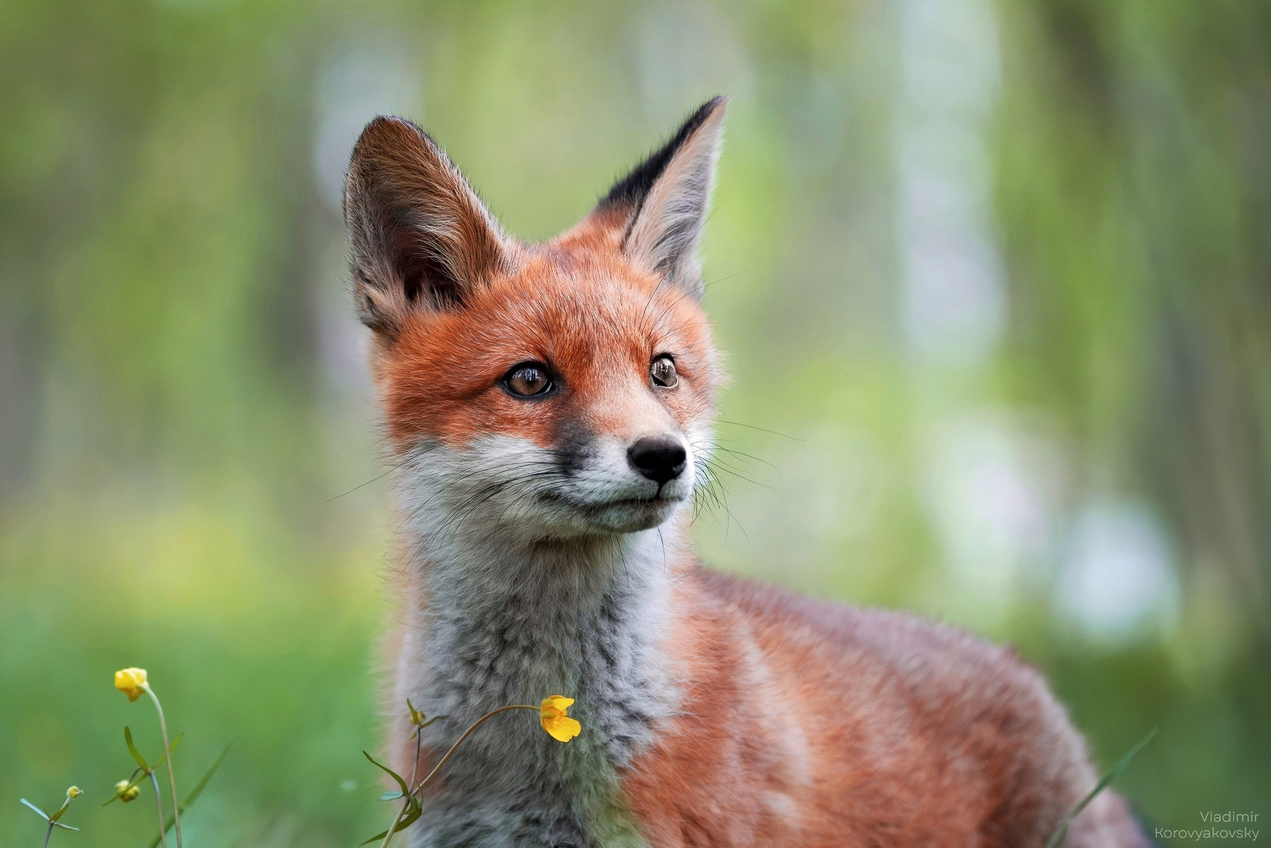 Животные. Фотограф Владимир Коровяковский
