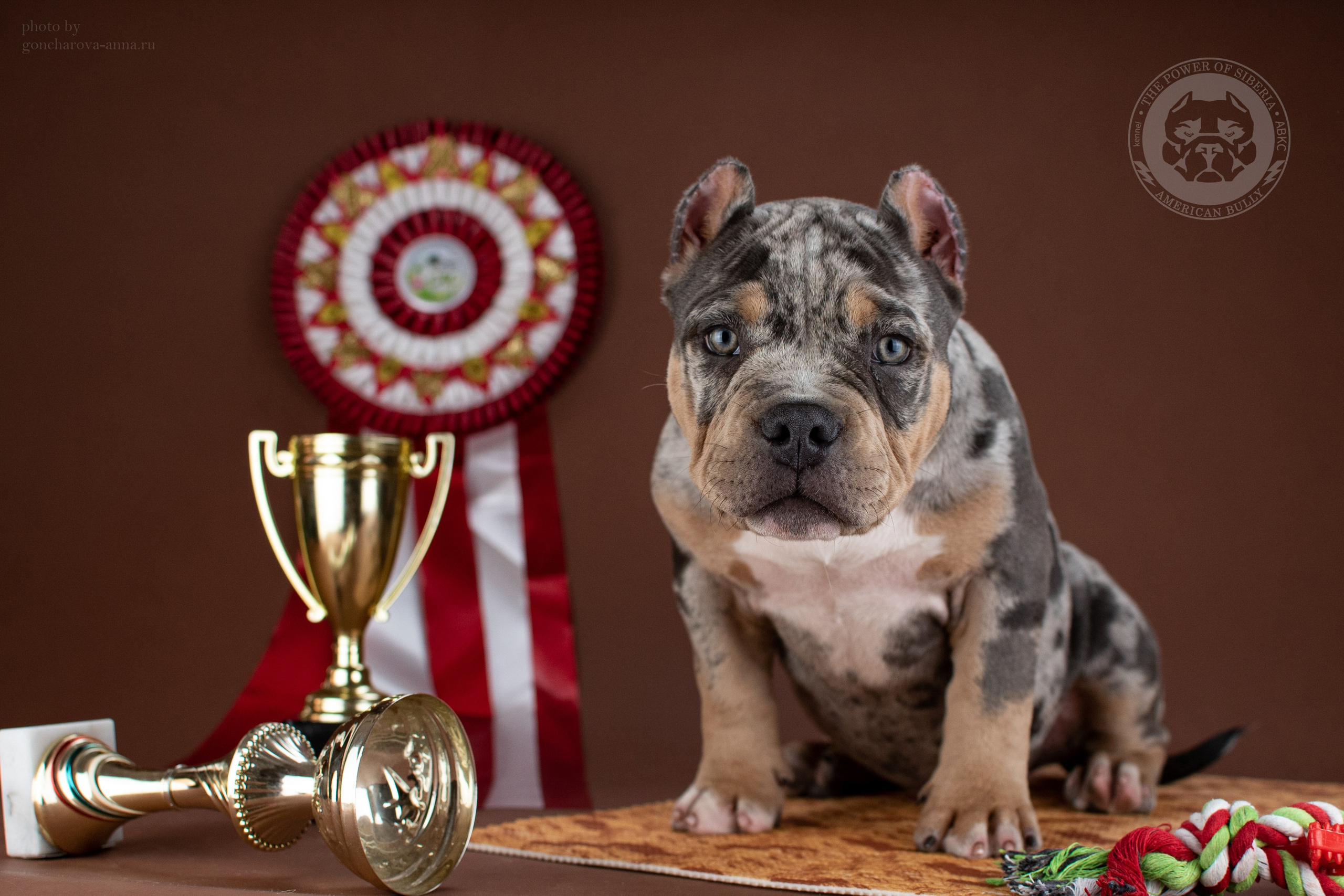 Купить щенка в официальном питомнике Американского булли в Санкт-Петербурге
