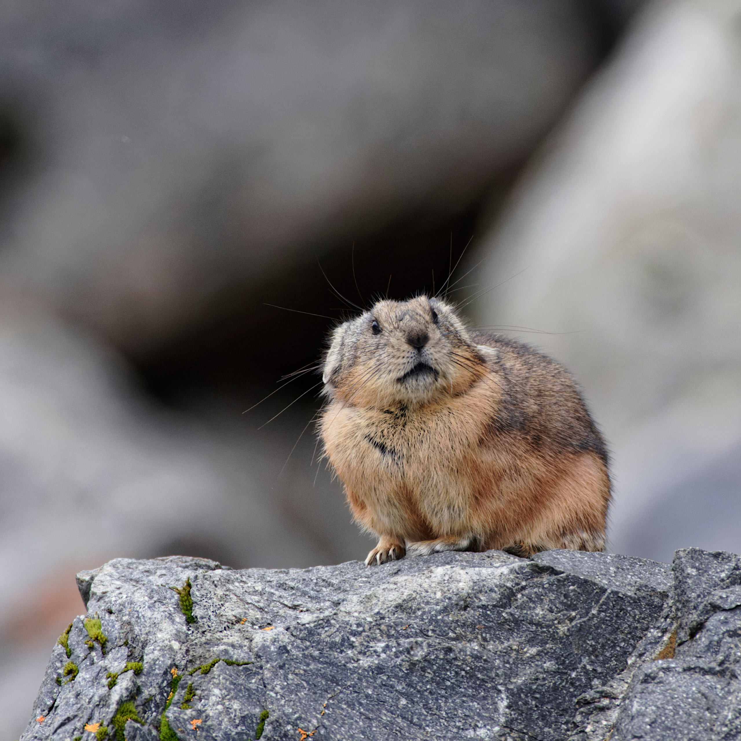 Это не фотошоп. Я видел это в горах Алтая. Семоха Валерий. Фотограф