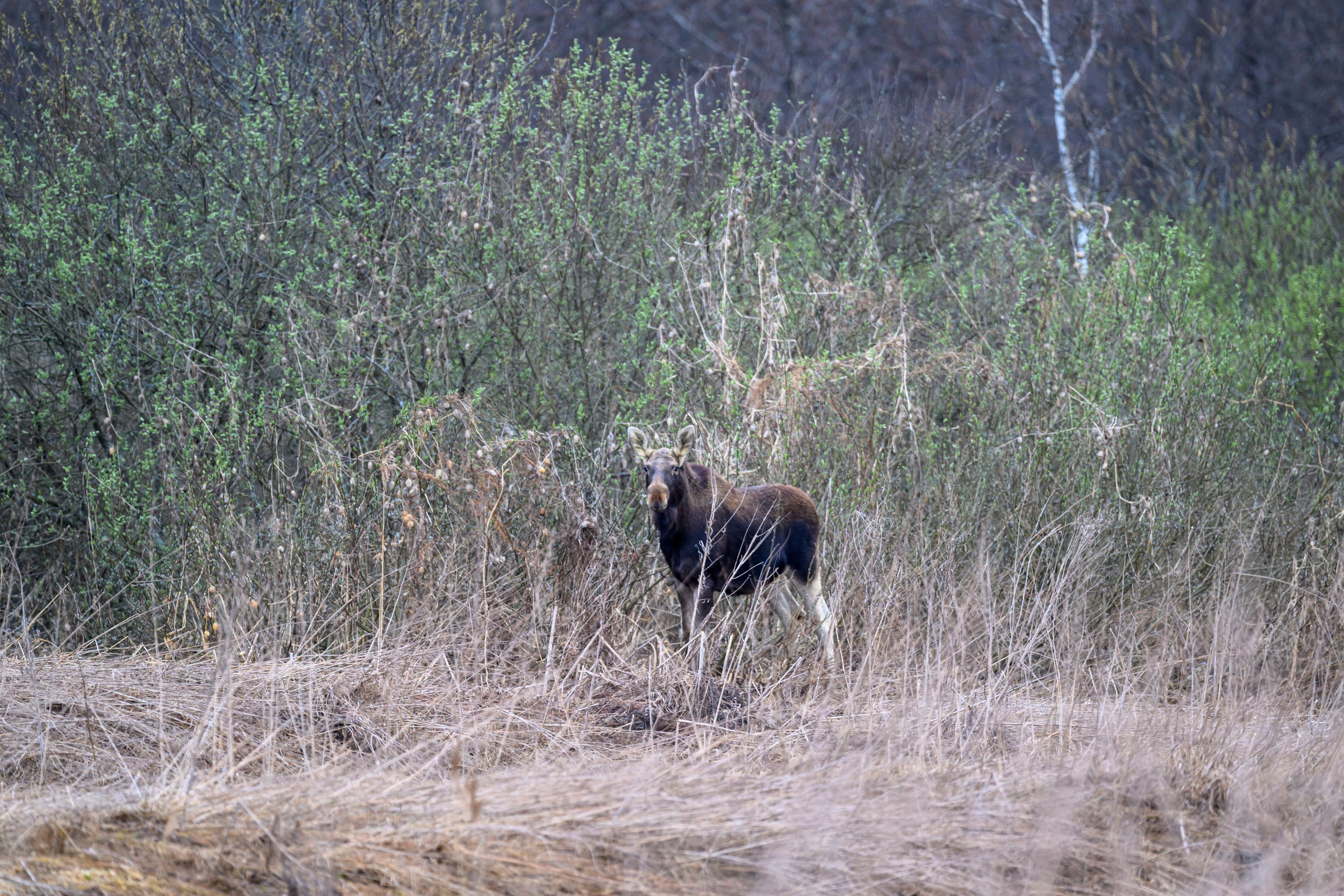 Лось и одинокий журавль. Wildlife photography by Sergey Puponin