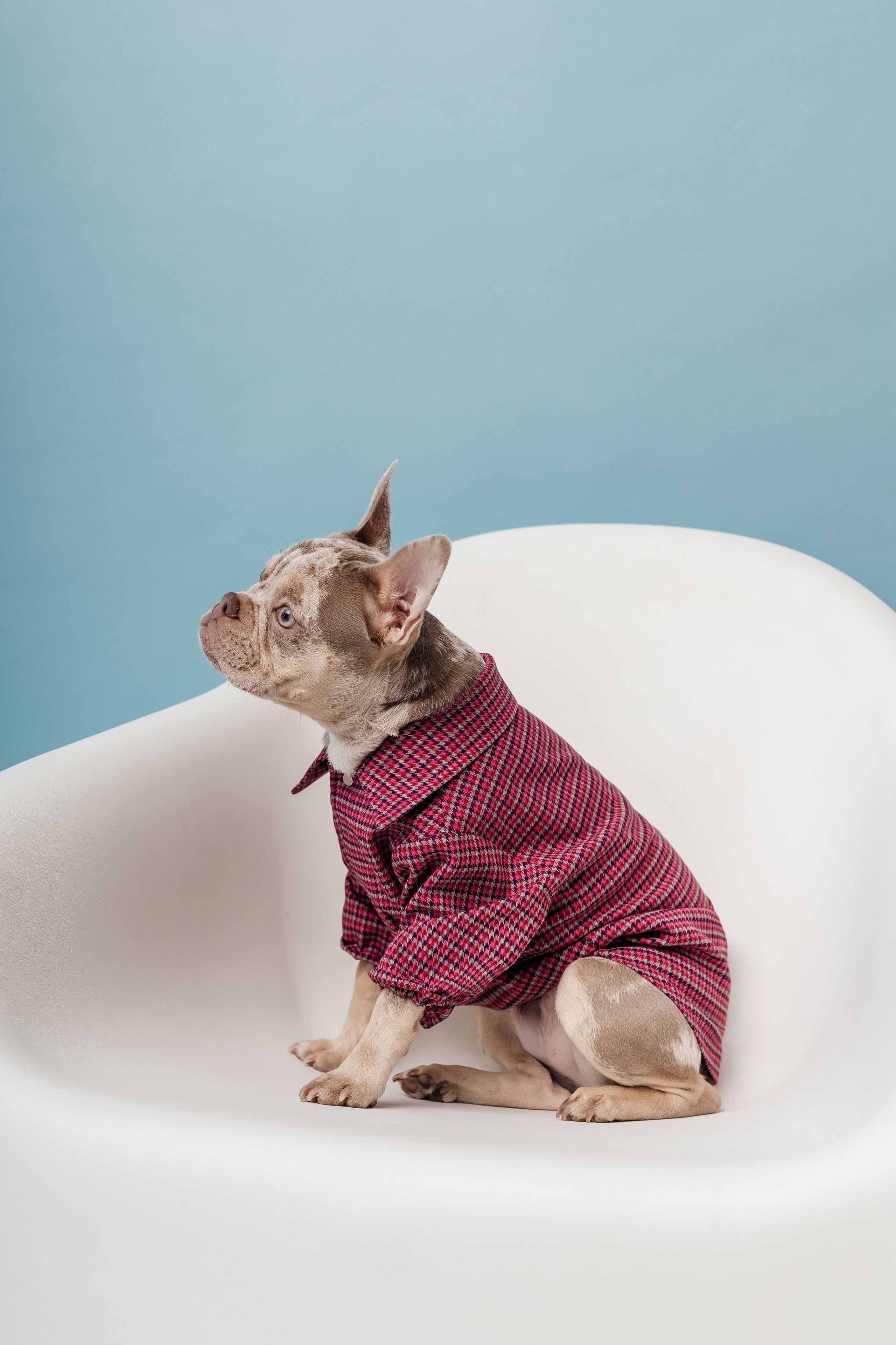 Портфолио animal. Фотограф — анималист Маргарита Хелбен Краснодар