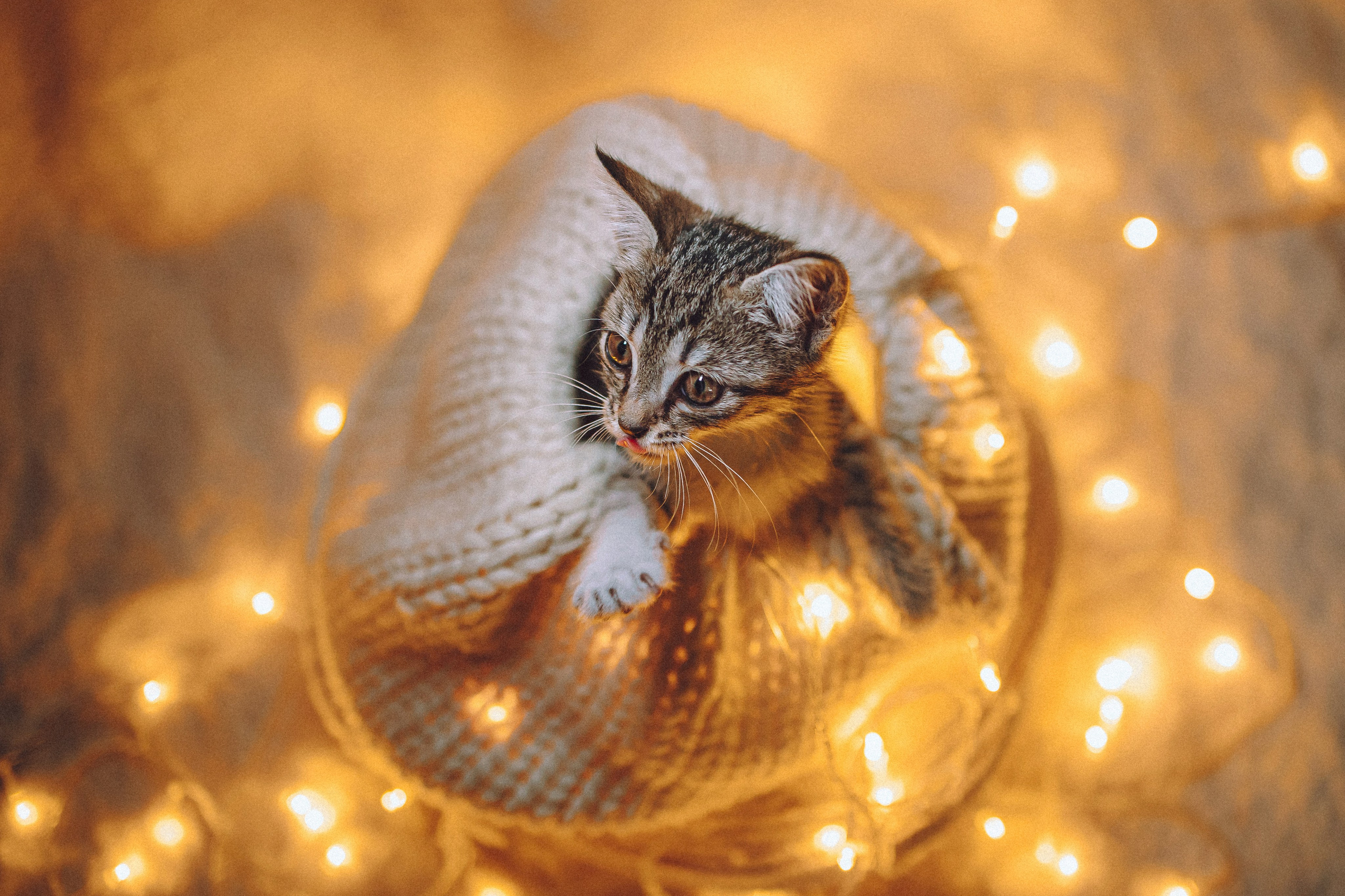 Более 30 идей для фотосессии с котенком