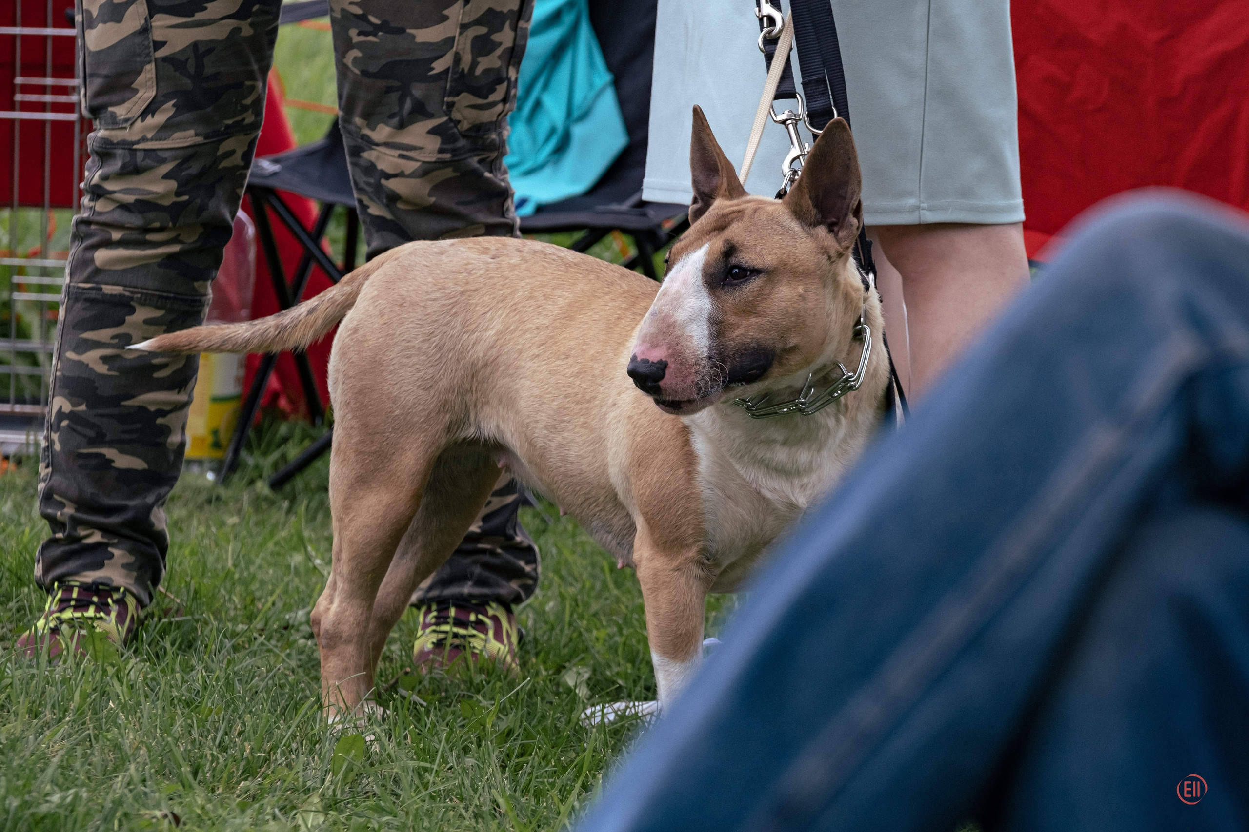 Липецк. Выставка собак. Питомник китайских хохлатых собак Poale Ell: купить щенка