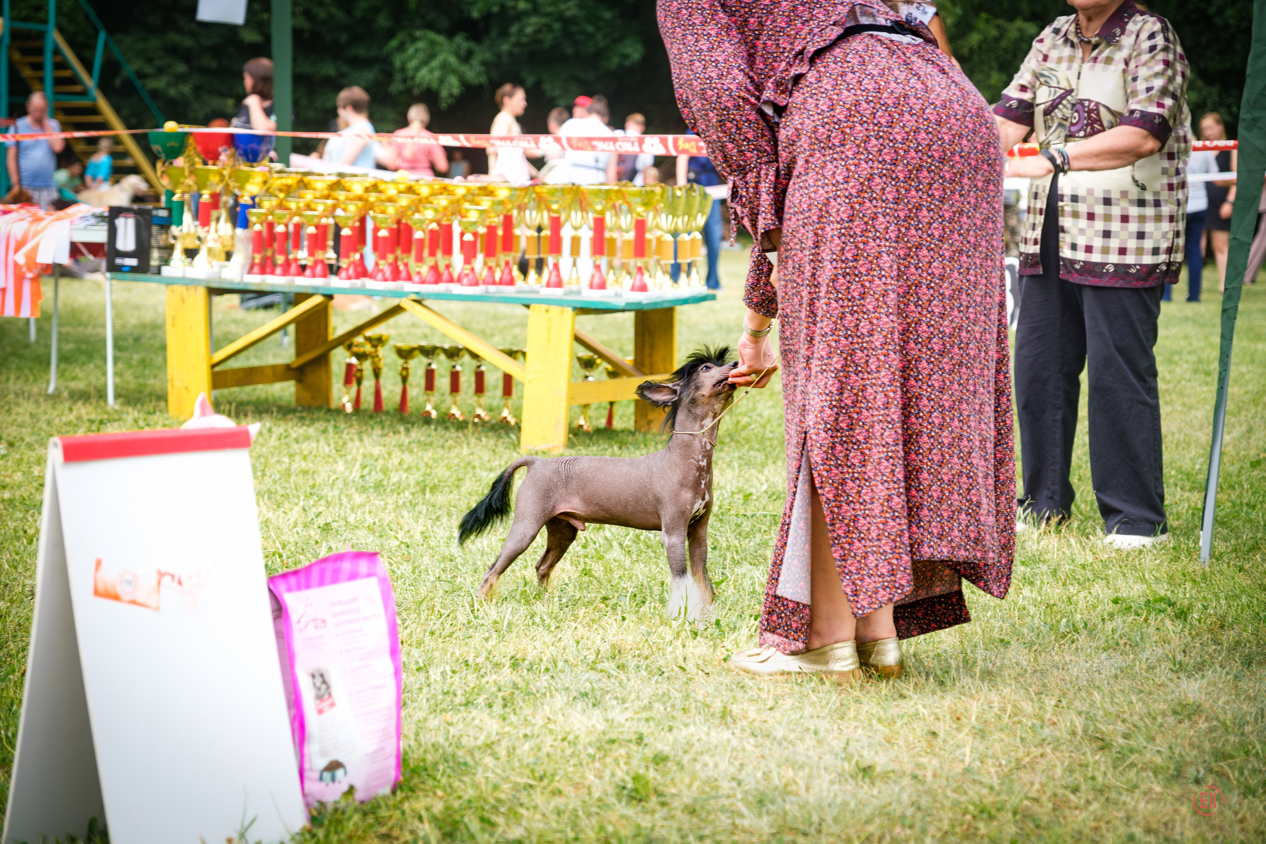Vik’s first exhibition (Poale Ell Vik). Chinese Crested Dog Kennel Poale Ell