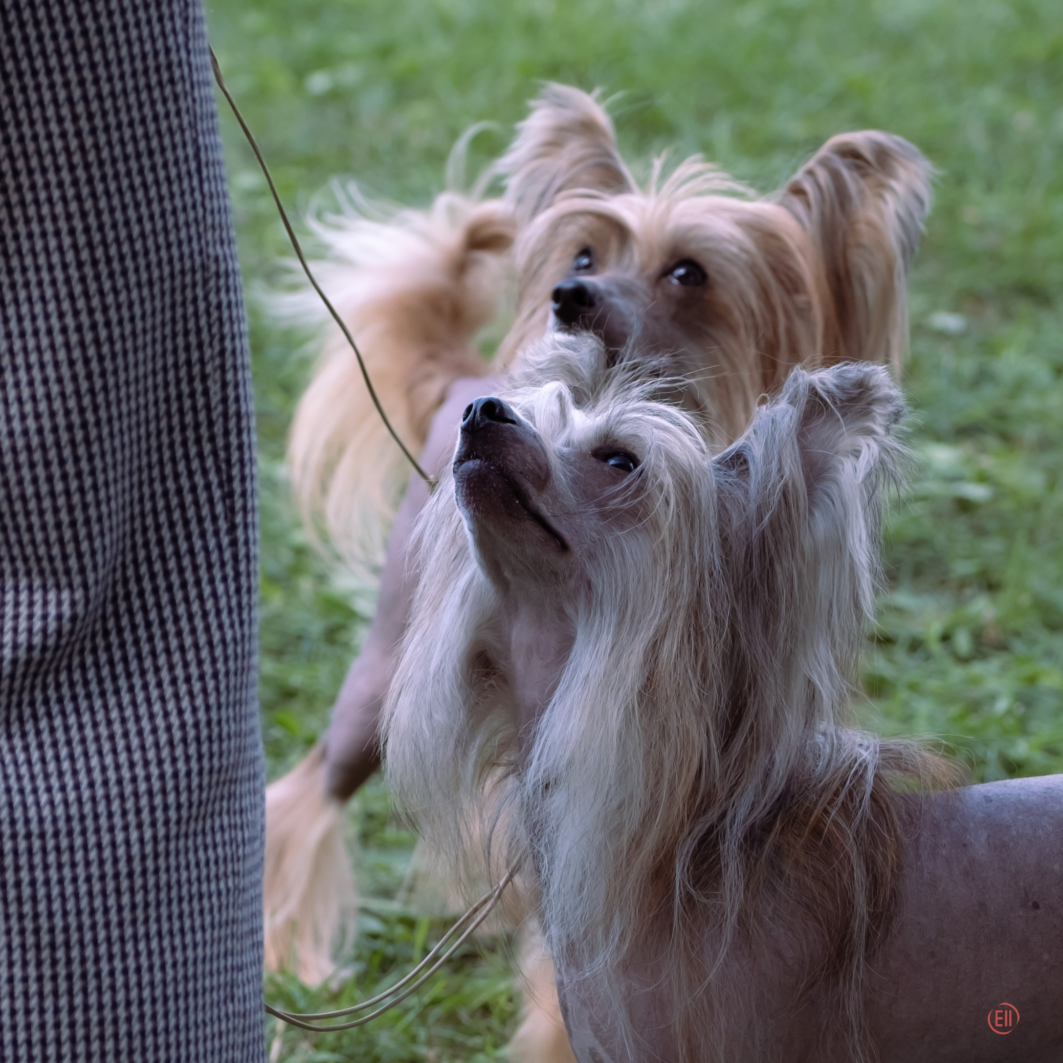 Липецк. Выставка собак. Питомник китайских хохлатых собак Poale Ell: купить щенка
