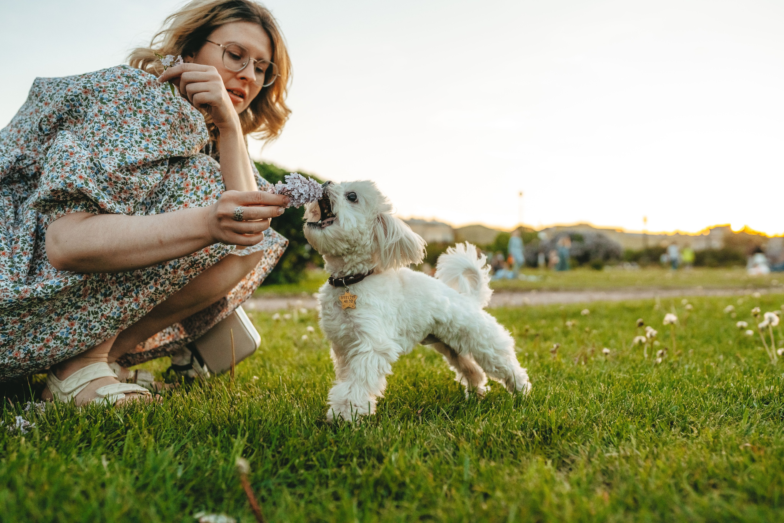 Цены за фотосессию с собакой. Фотограф анималист в Спб недорого Олеся Майорова