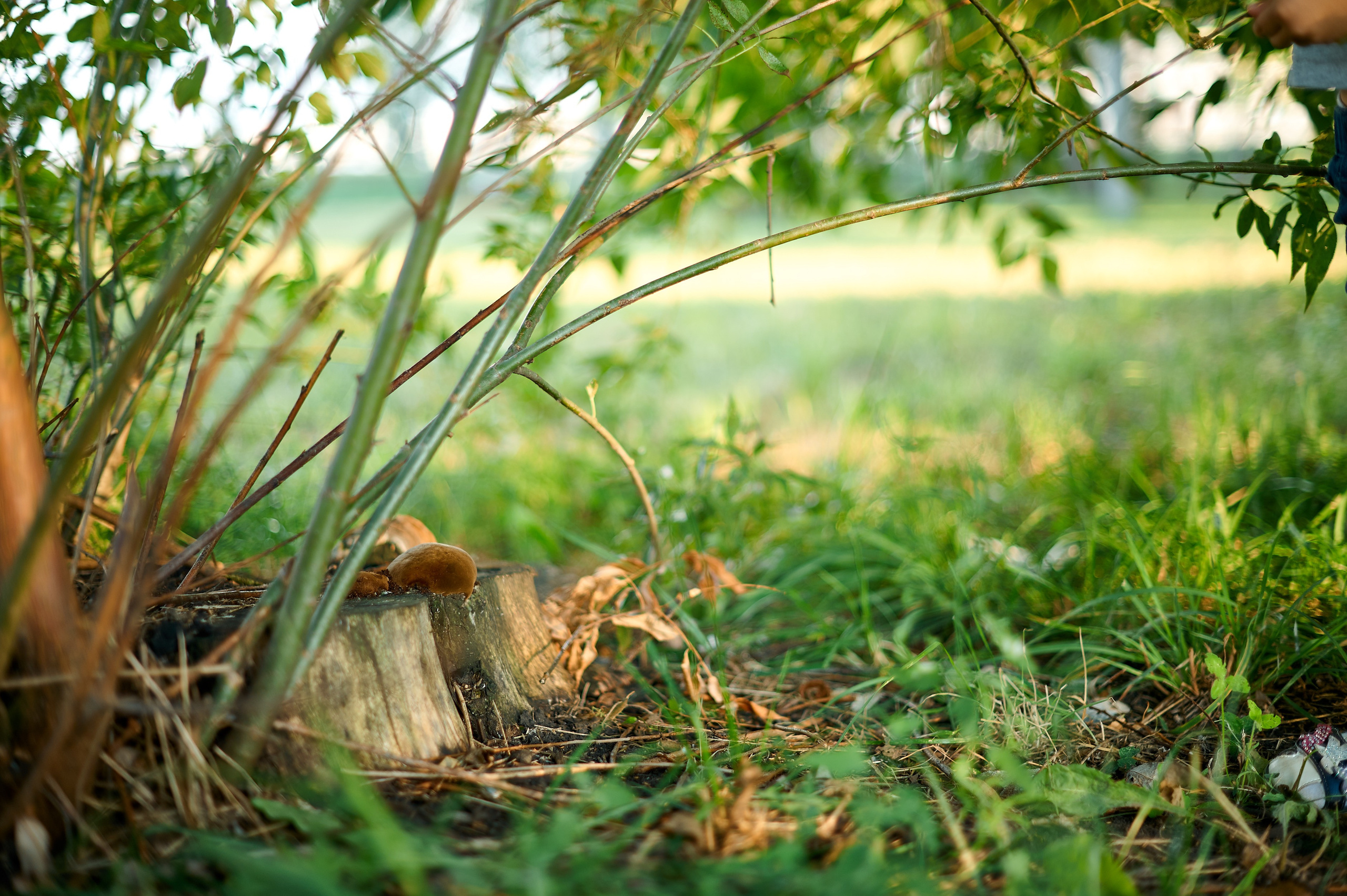 С мамой весело гулять. Фотосъемка мероприятий