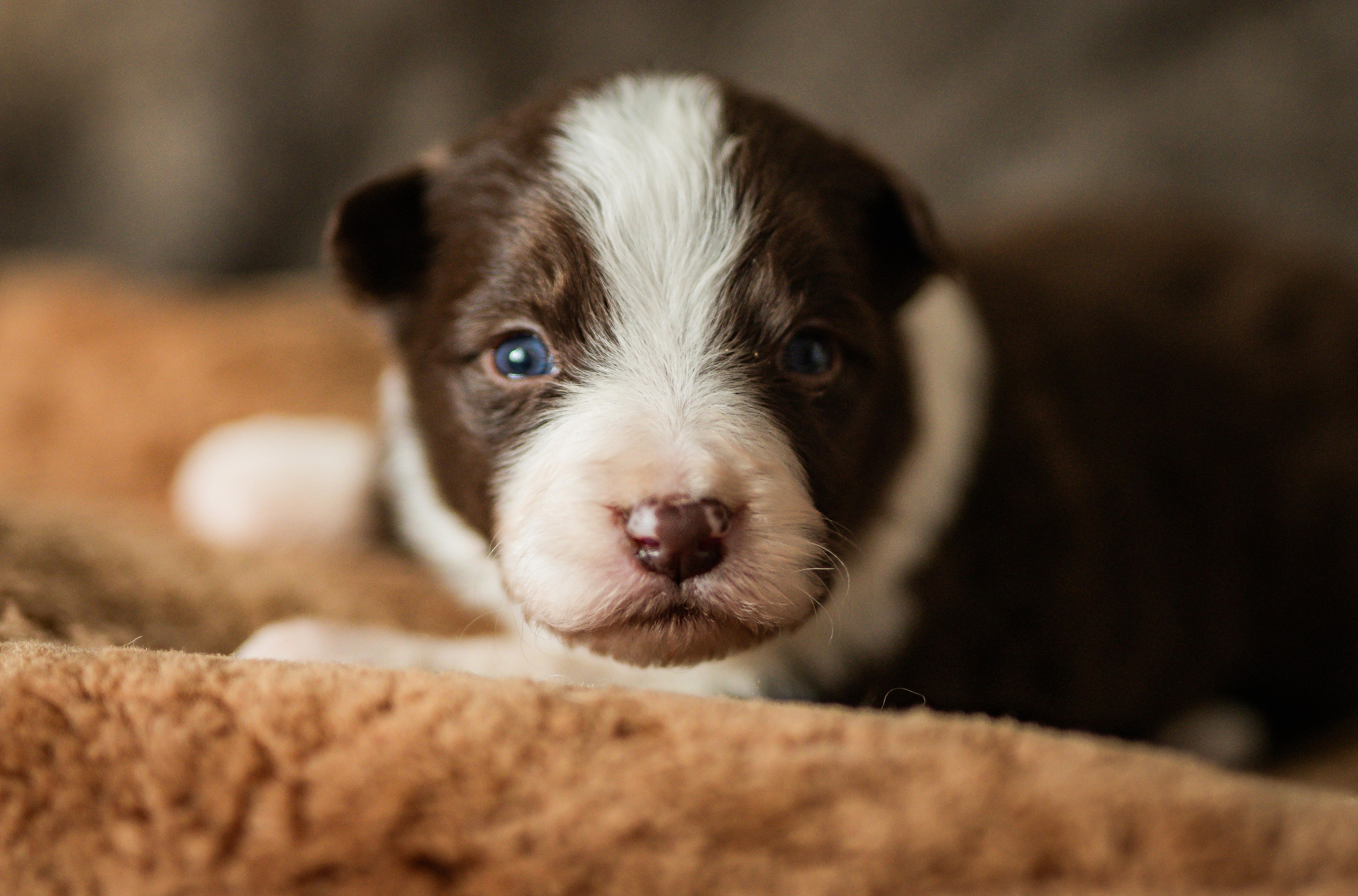 Фритсвит. Семейный фотограф Ефремова Виктория