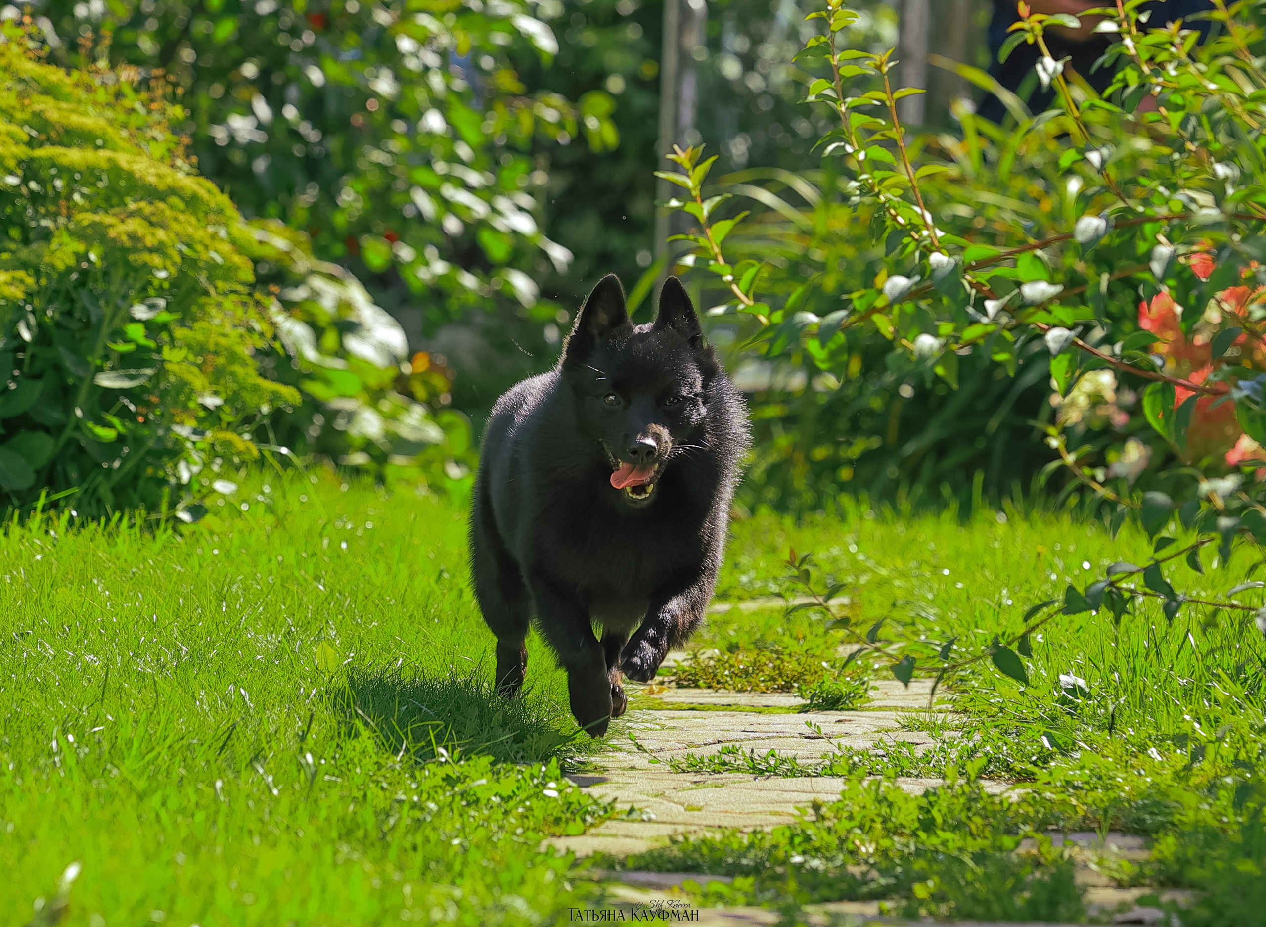 Шипперке, схипперке, красивая собака, фотограф анималист, фотокурс Анималистика, научиться фотографировать собак, фотограф Новосибирск