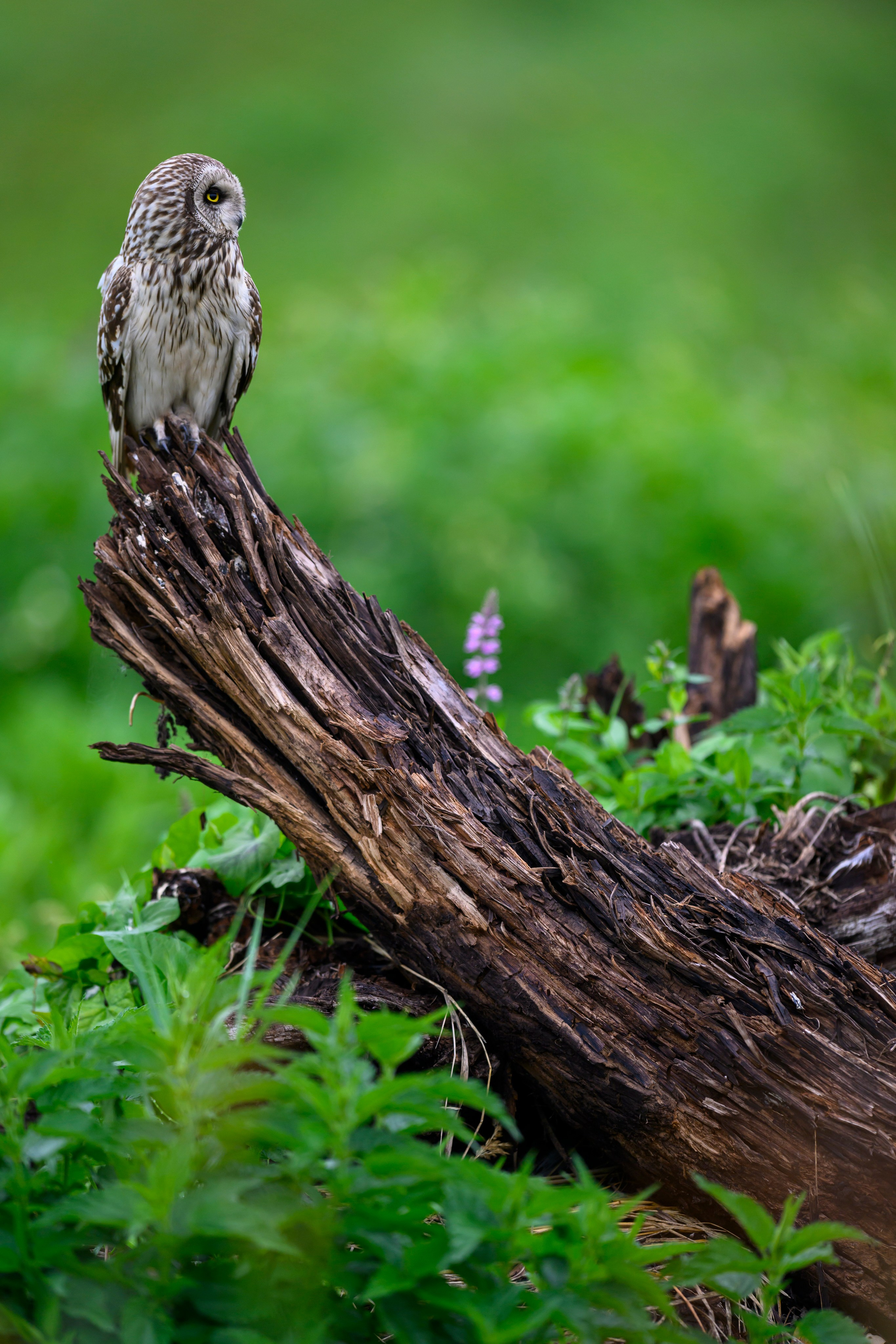 Мэрилин Монро | Marilyn Monroe. Фотограф Сергей Пупонин