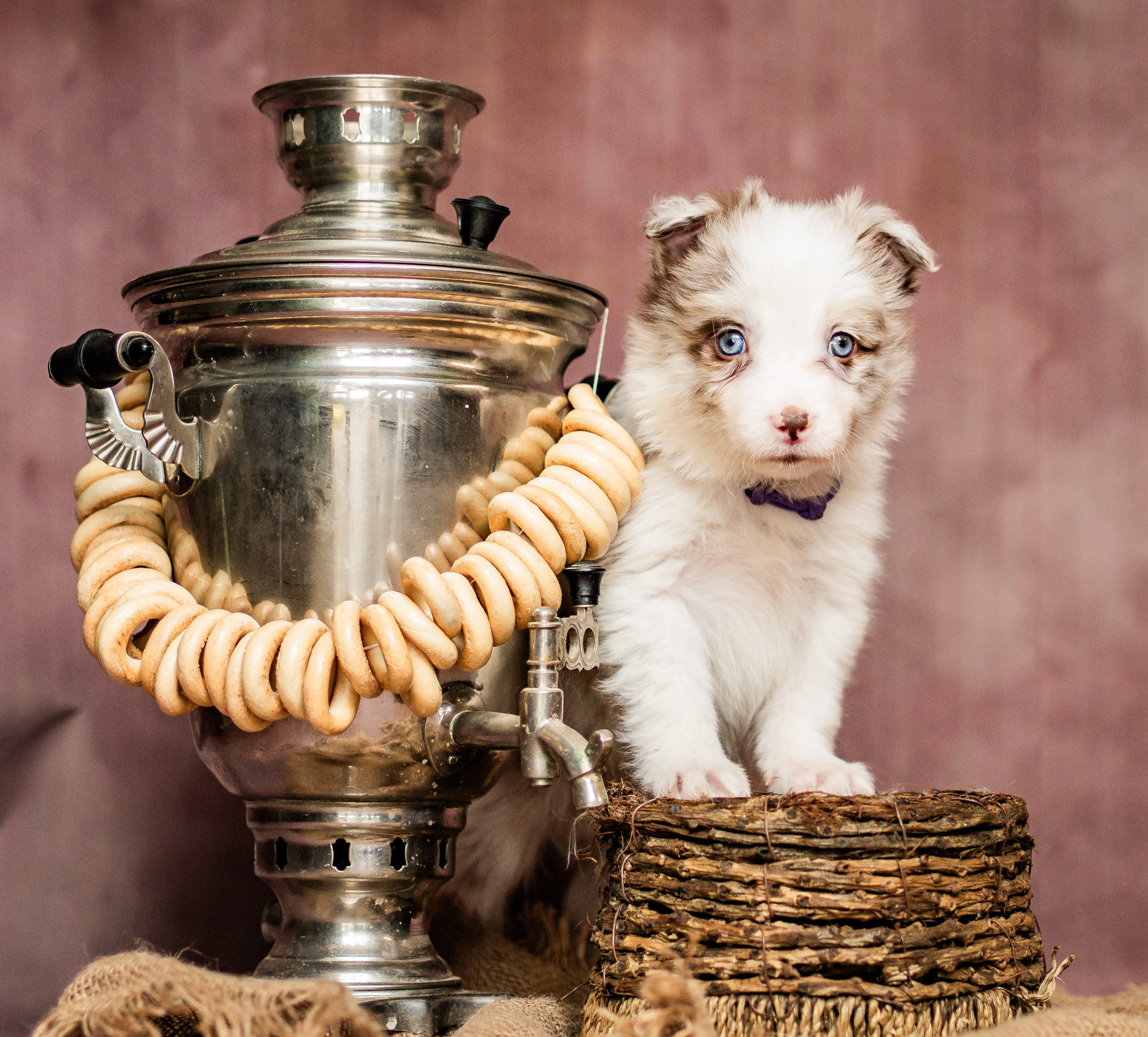 Фритсвит. Семейный фотограф Ефремова Виктория