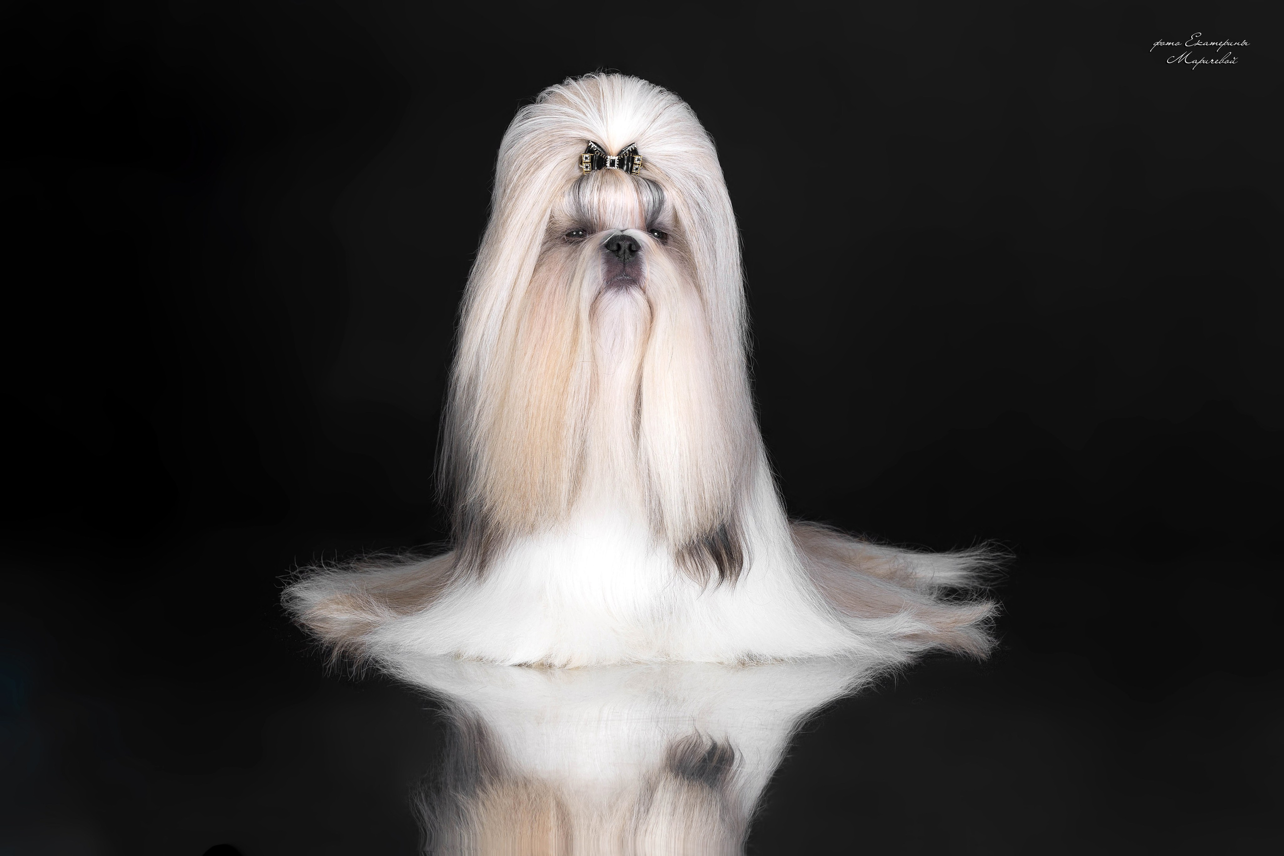 Студийная съёмка на моей территории. Фотограф-анималист в Омске Екатерина Маричева