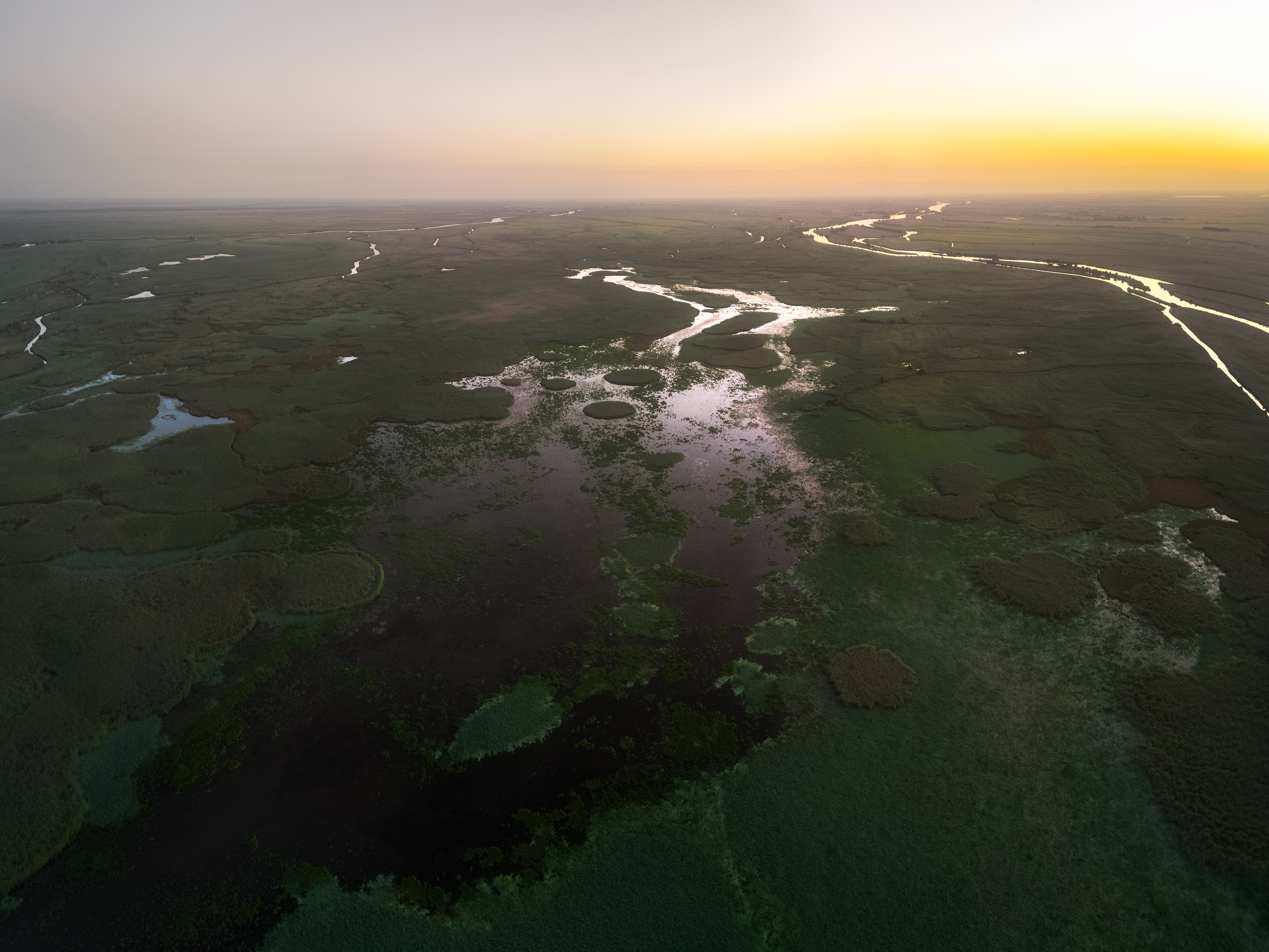 Золотые лотосы