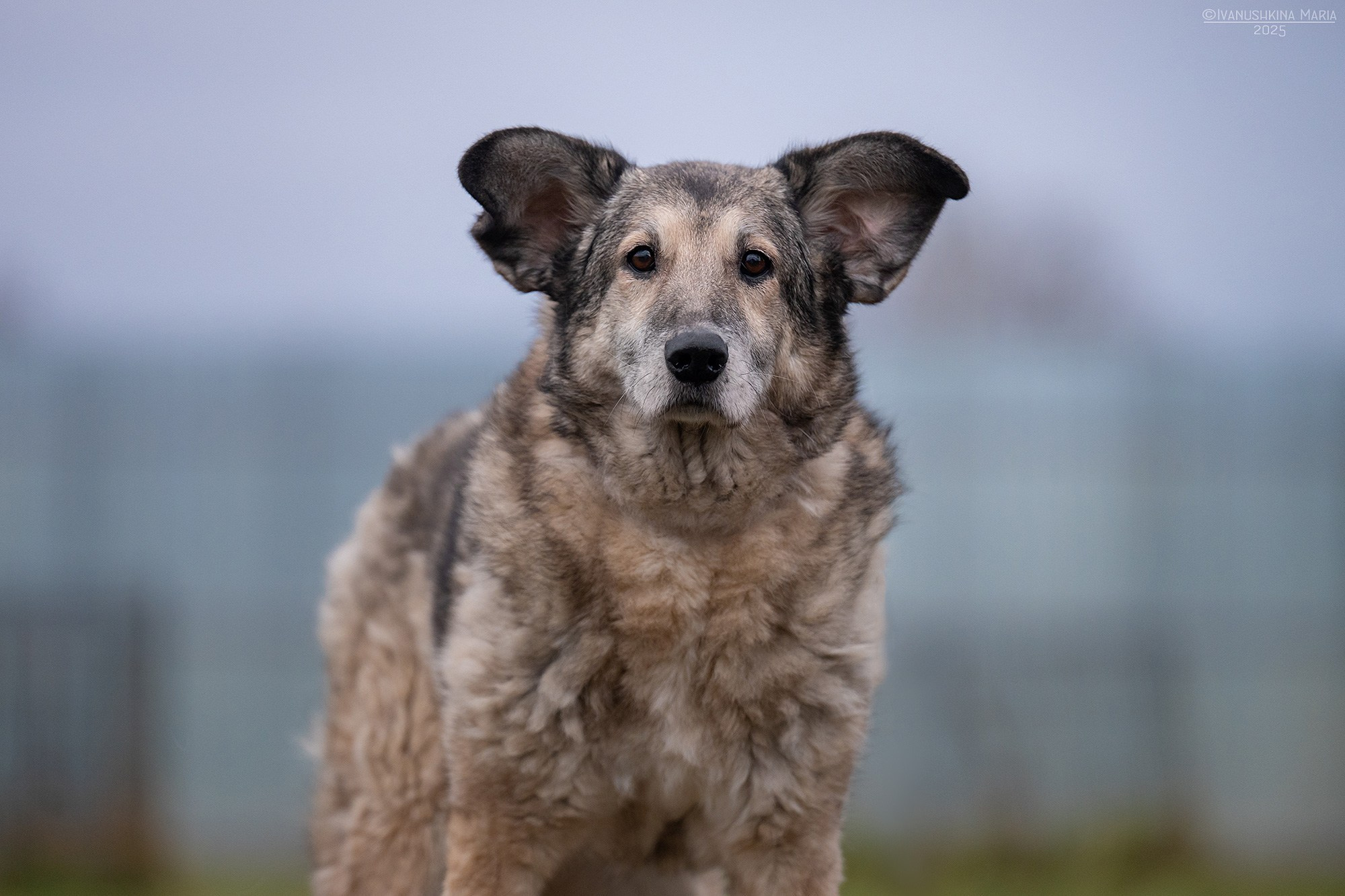 Пиарные фотосессии собак на пристройство. Фотограф собак в Москве и Московской области Иванушкина Мария