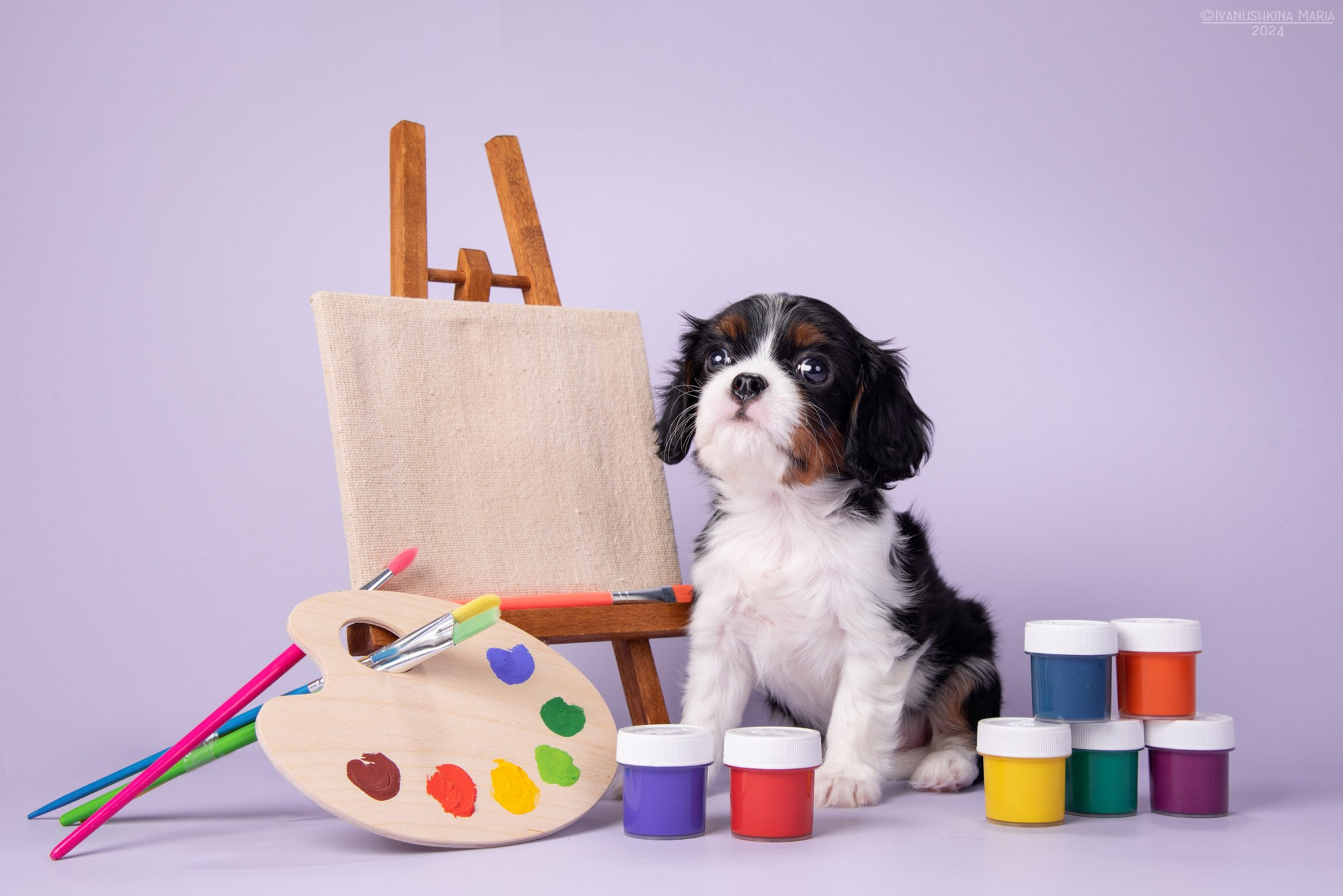 щенок кавалер кинг чарльз спаниеля