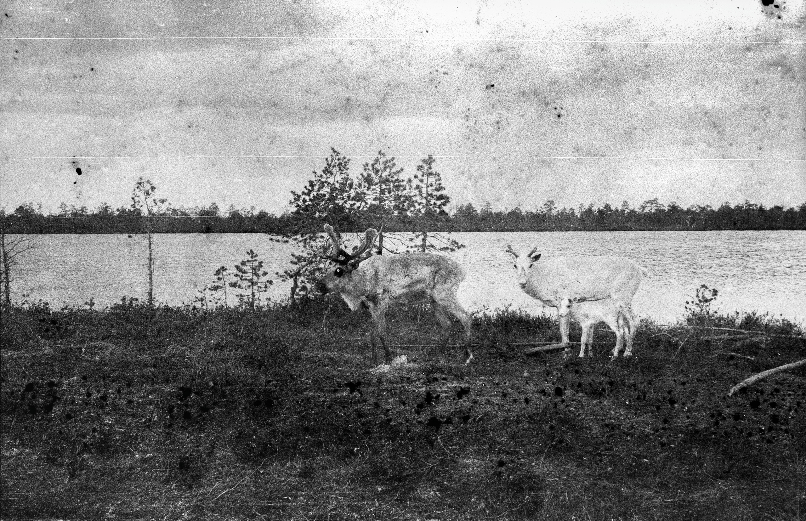 Young reindeers near lake