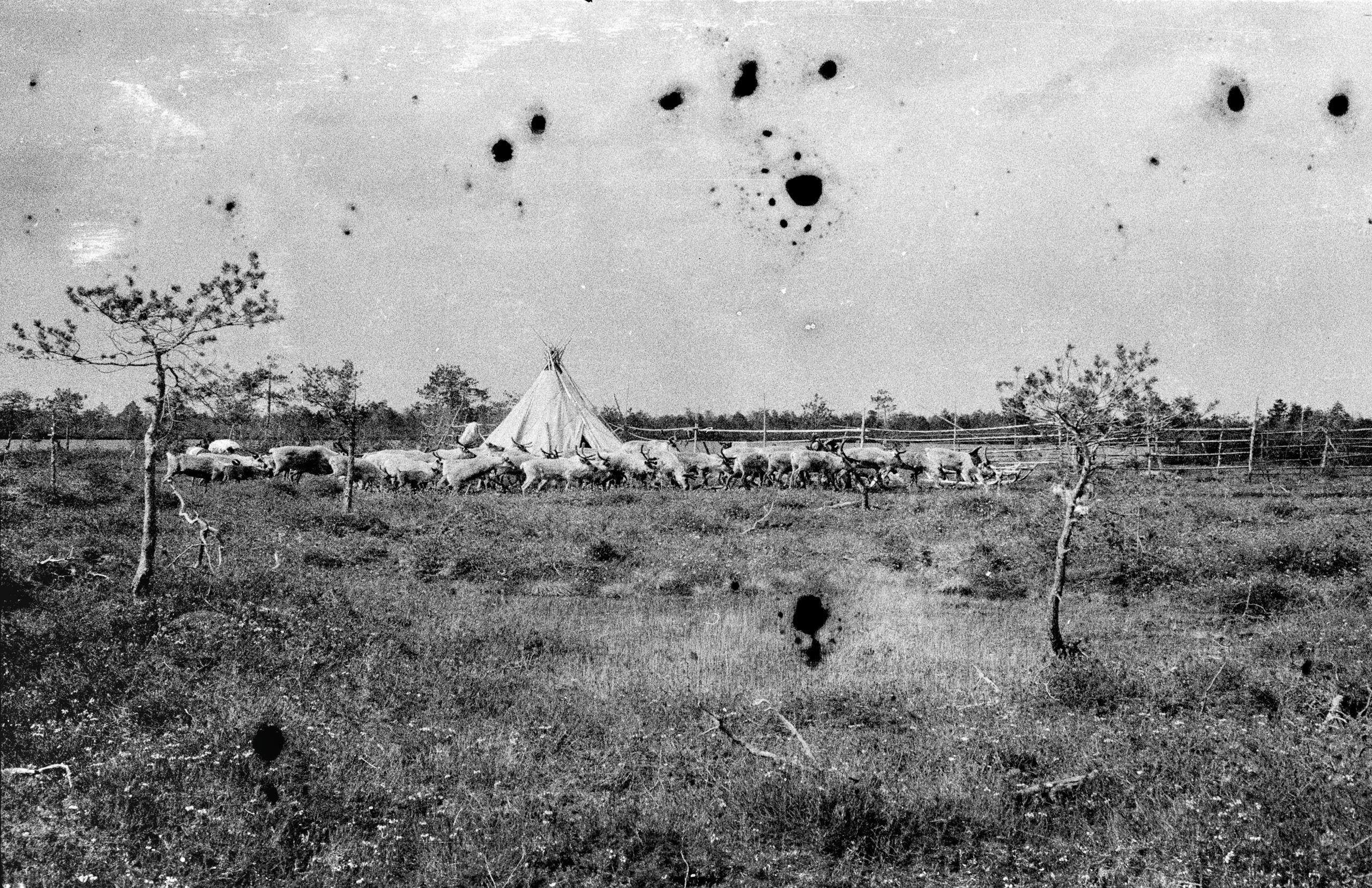 herd of reindeers and chum