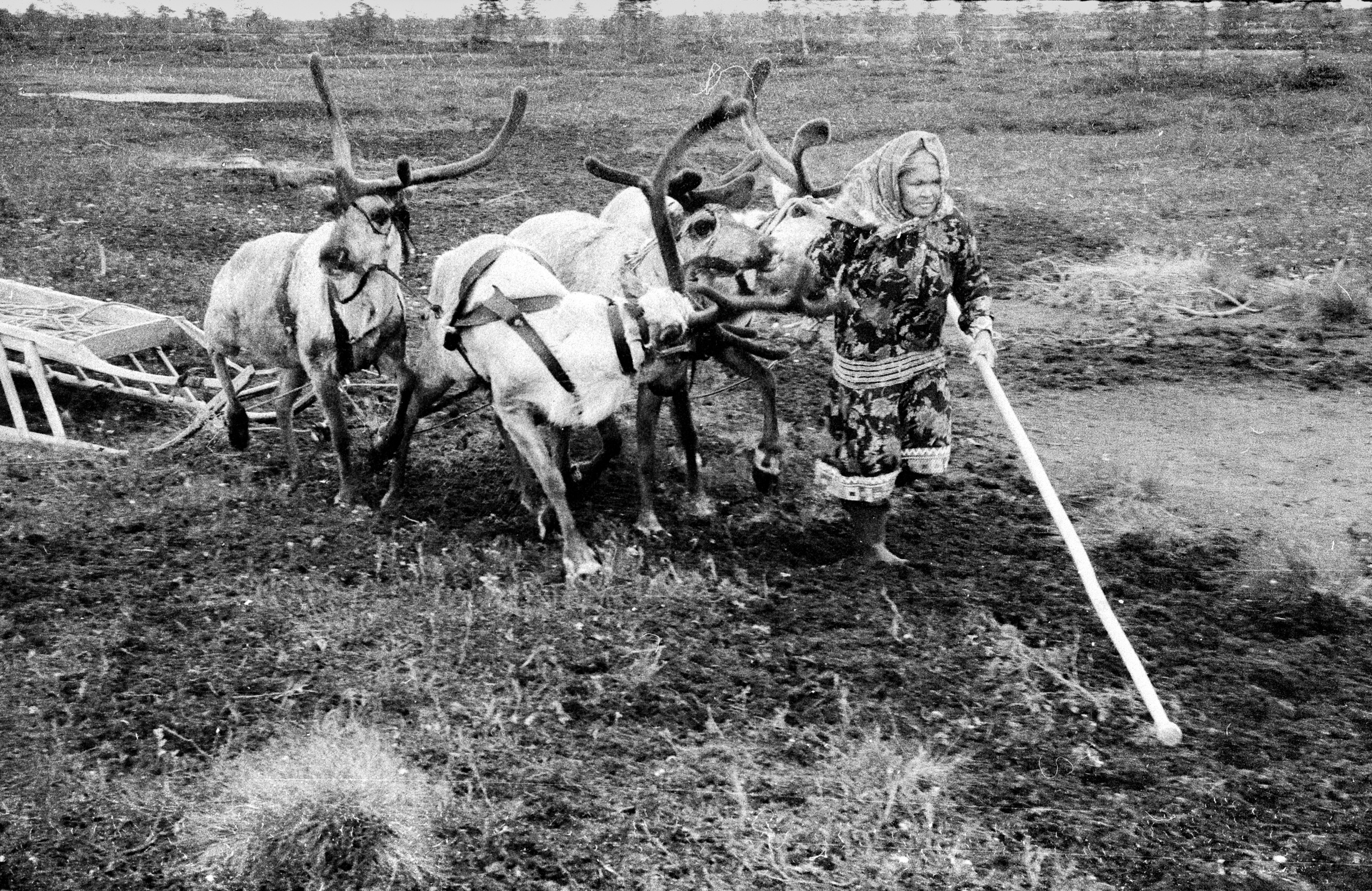 rendeers Khanty people