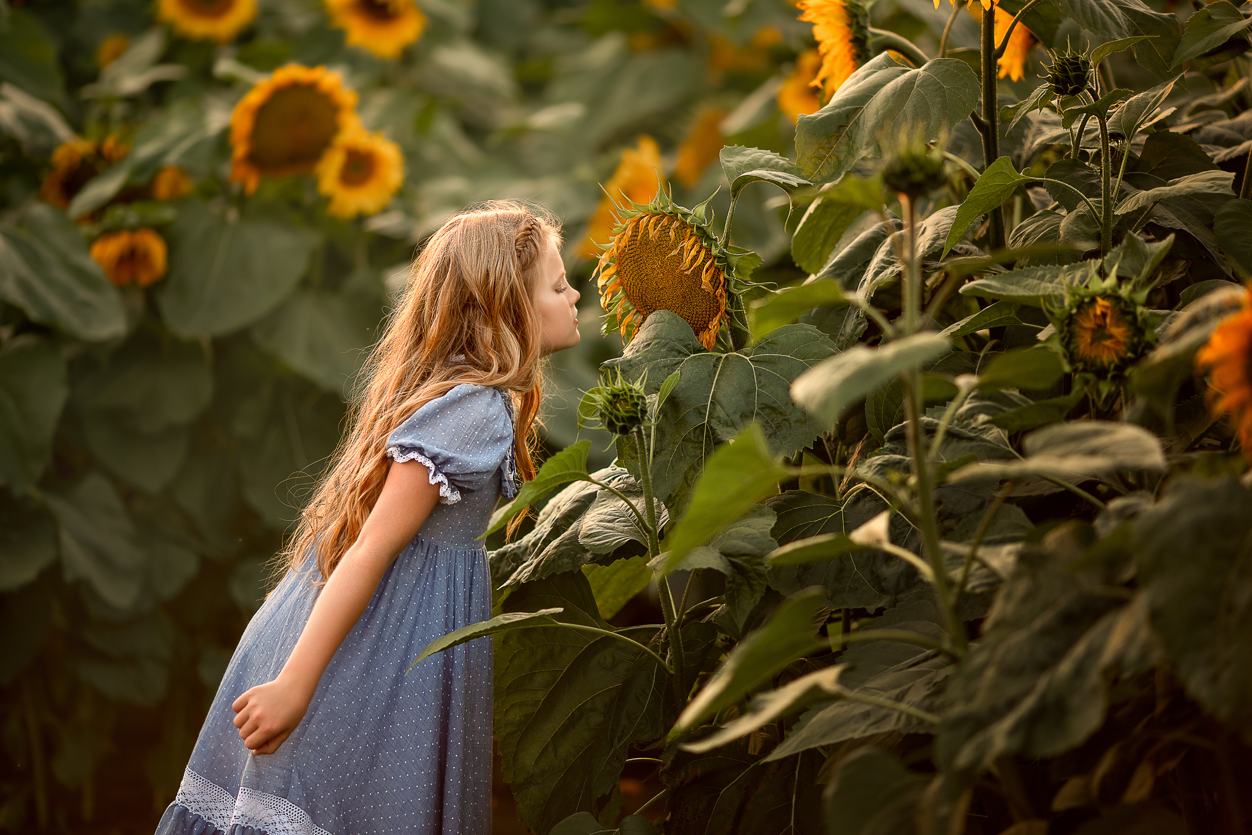 Алёна и подсолнухи. Детский и семейный фотограф в Красноярске Елена Коровкина