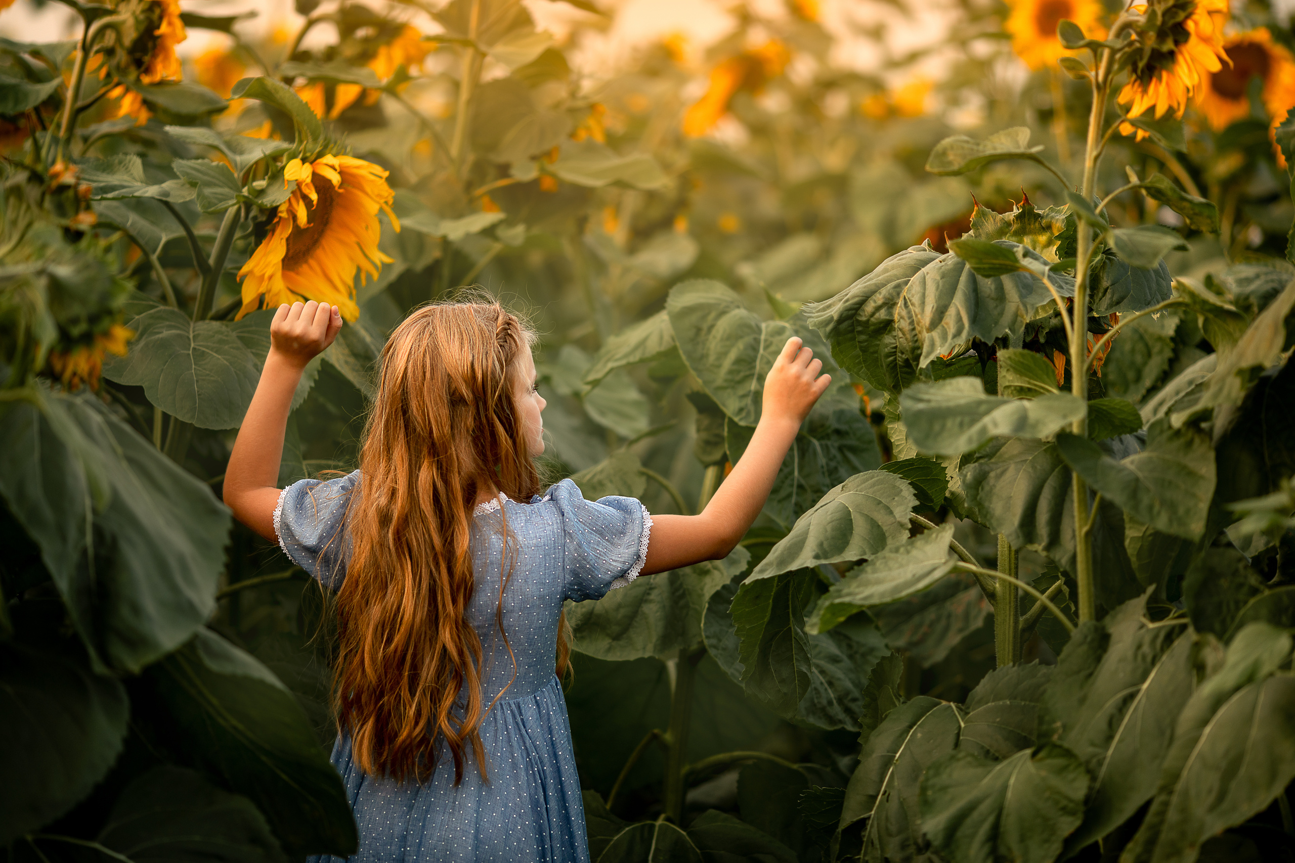Алёна и подсолнухи. Детский и семейный фотограф в Красноярске Елена Коровкина