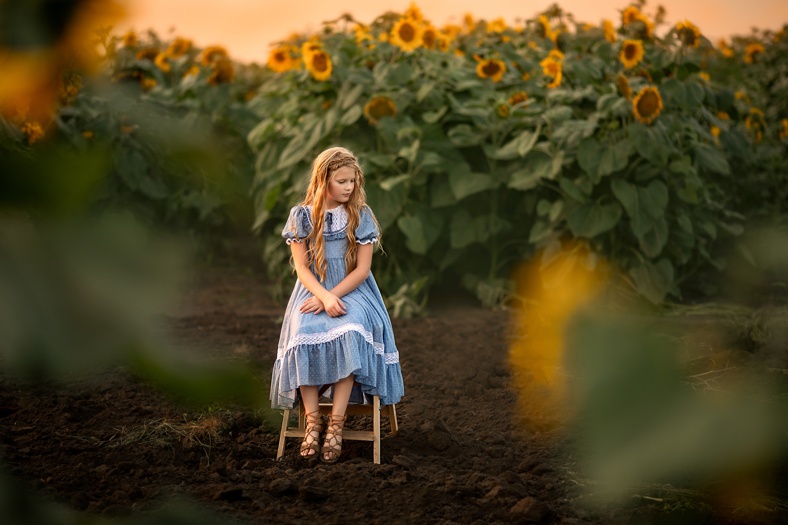 Алёна и подсолнухи. Детский и семейный фотограф в Красноярске Елена Коровкина