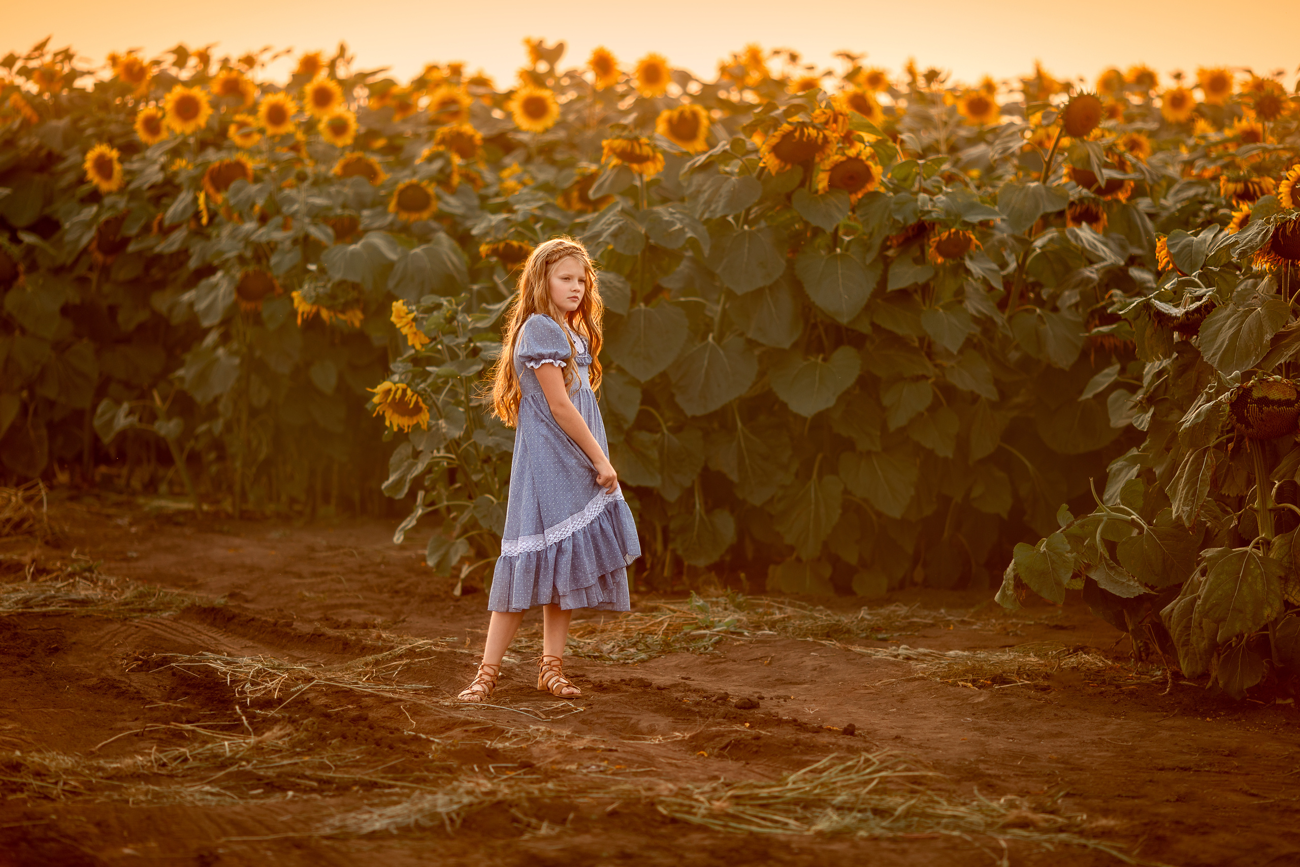 Алёна и подсолнухи. Детский и семейный фотограф в Красноярске Елена Коровкина