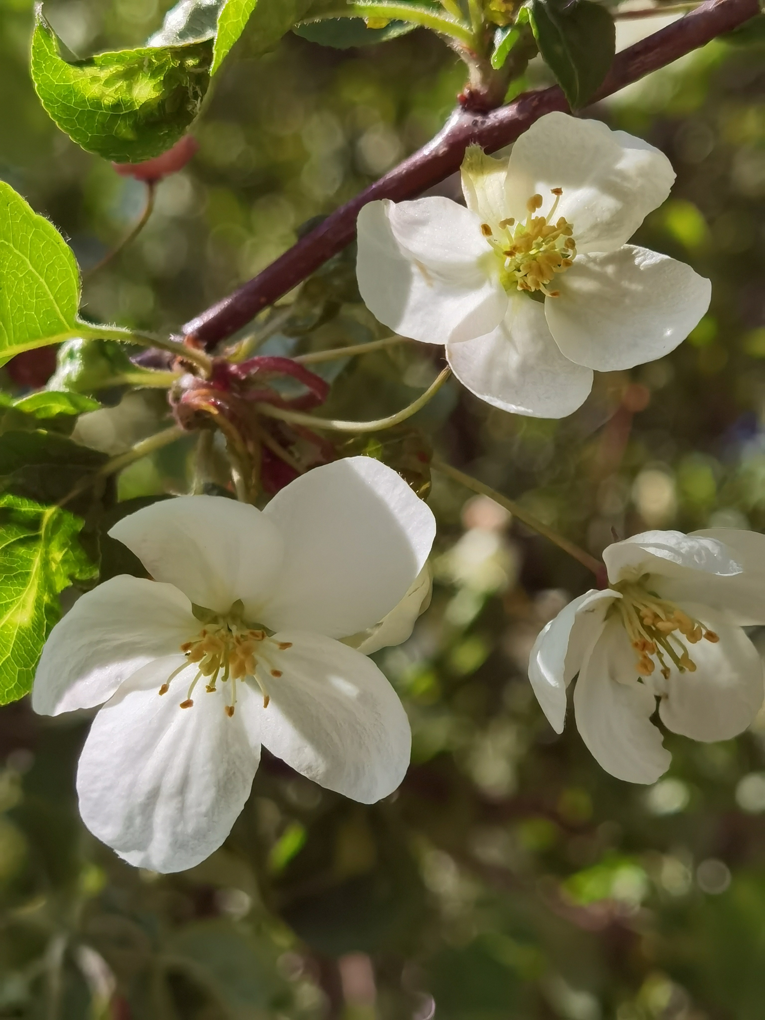 МК Мобильная фотография. Арт-фотограф Крис Л. в Тобольске: портрет, семейные, свадьбы
