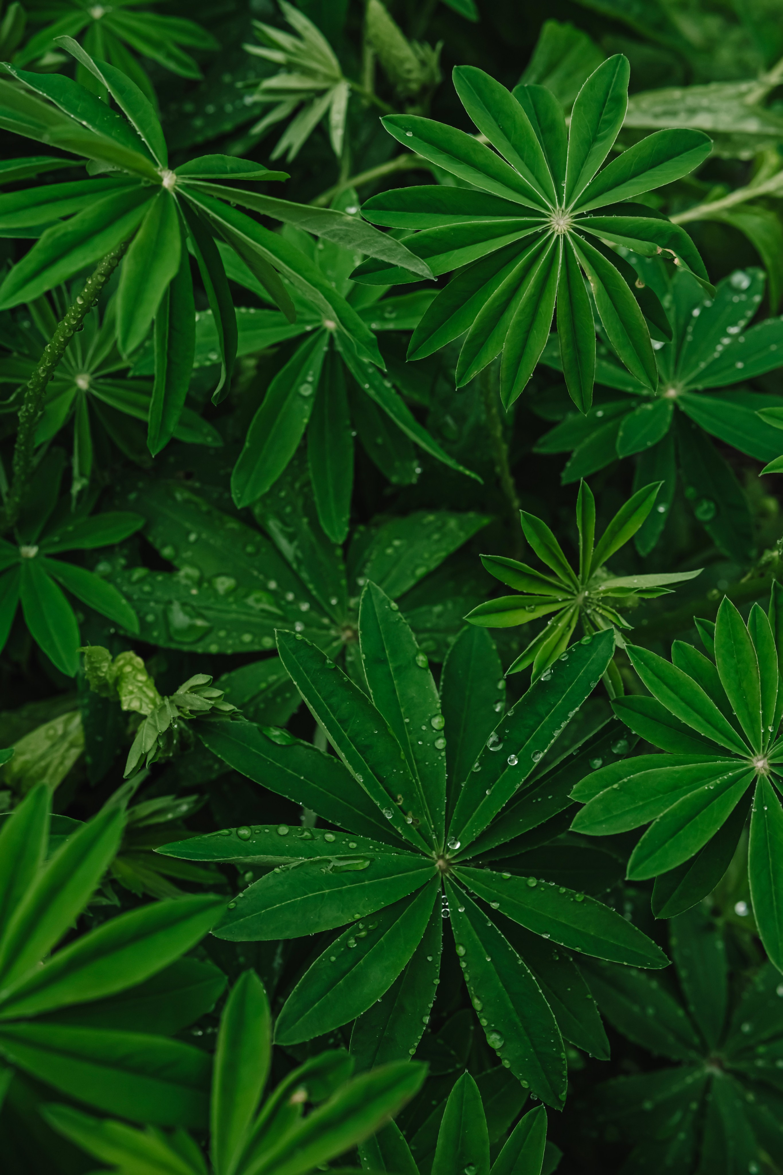 Green. Фотограф Олеся Кавлакан