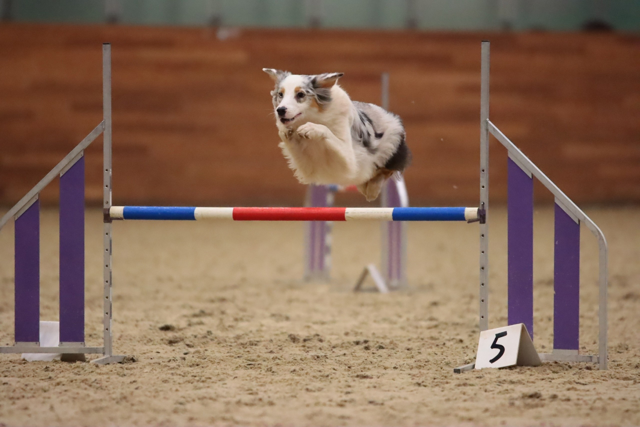 Кайса. BLGKV питомник собак