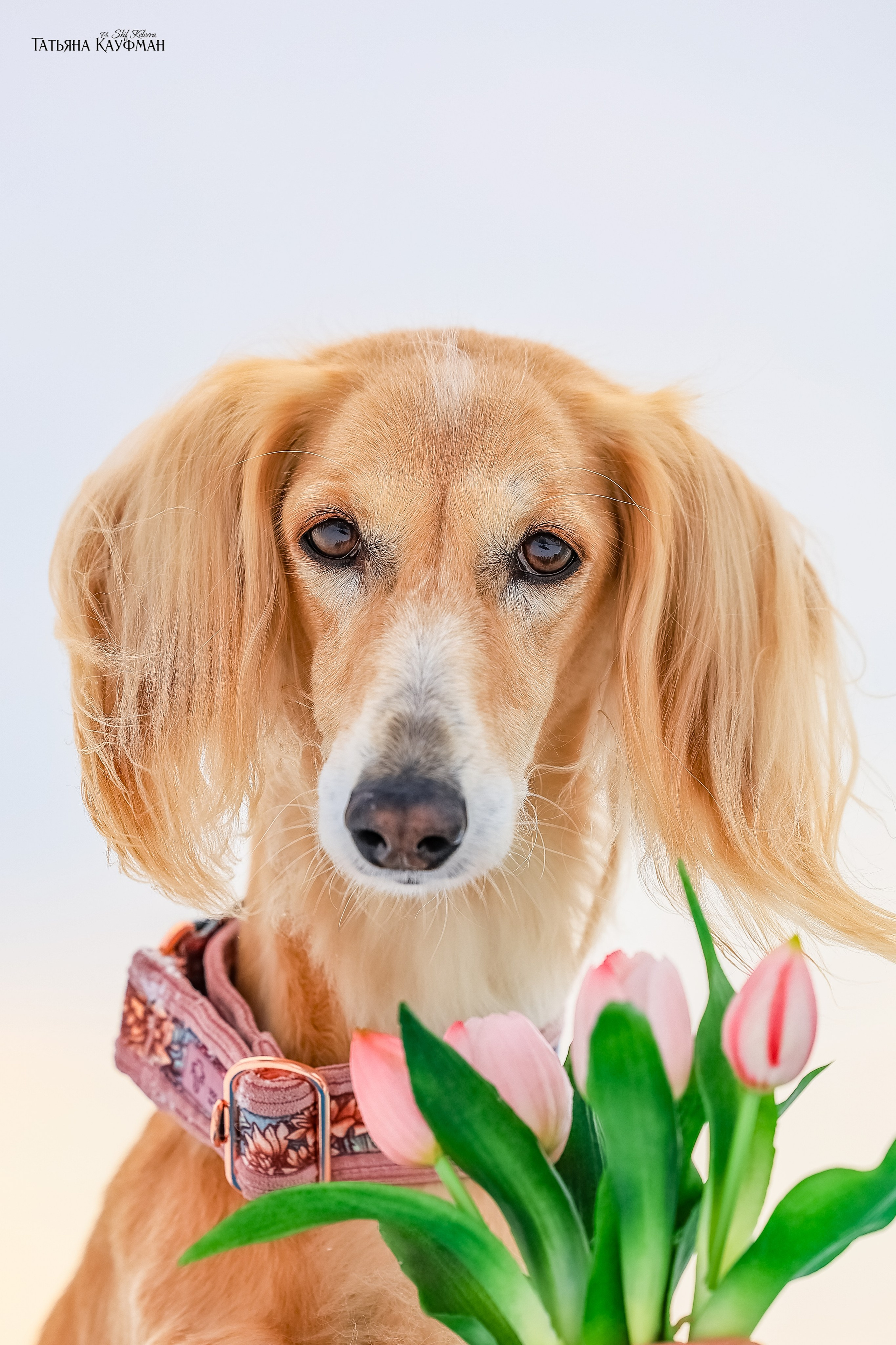 Салюки Флай и Лира. Фотограф Анималист из Новосибирска Татьяна Кауфман