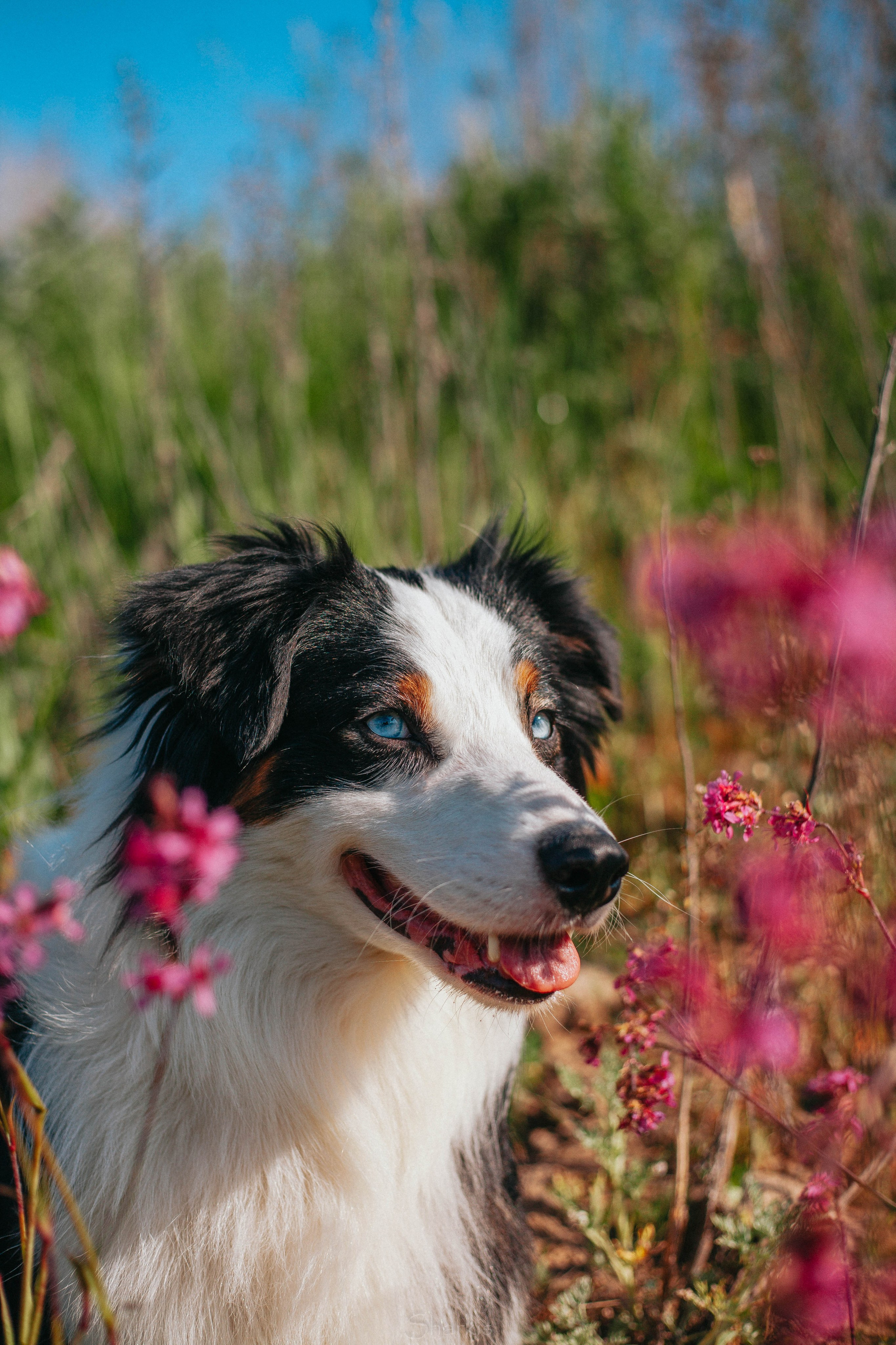 Гелий. BLGKV питомник собак