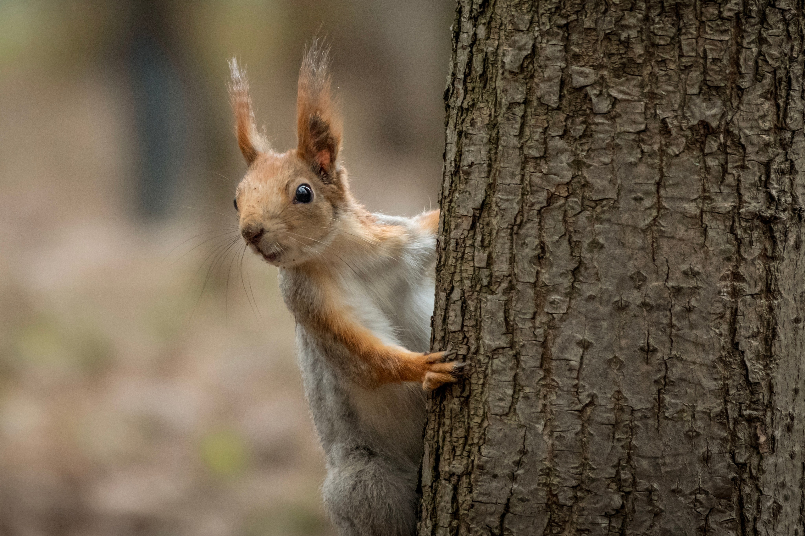 Белочки. Фотограф-анималист в Москве Юлия Лайхо